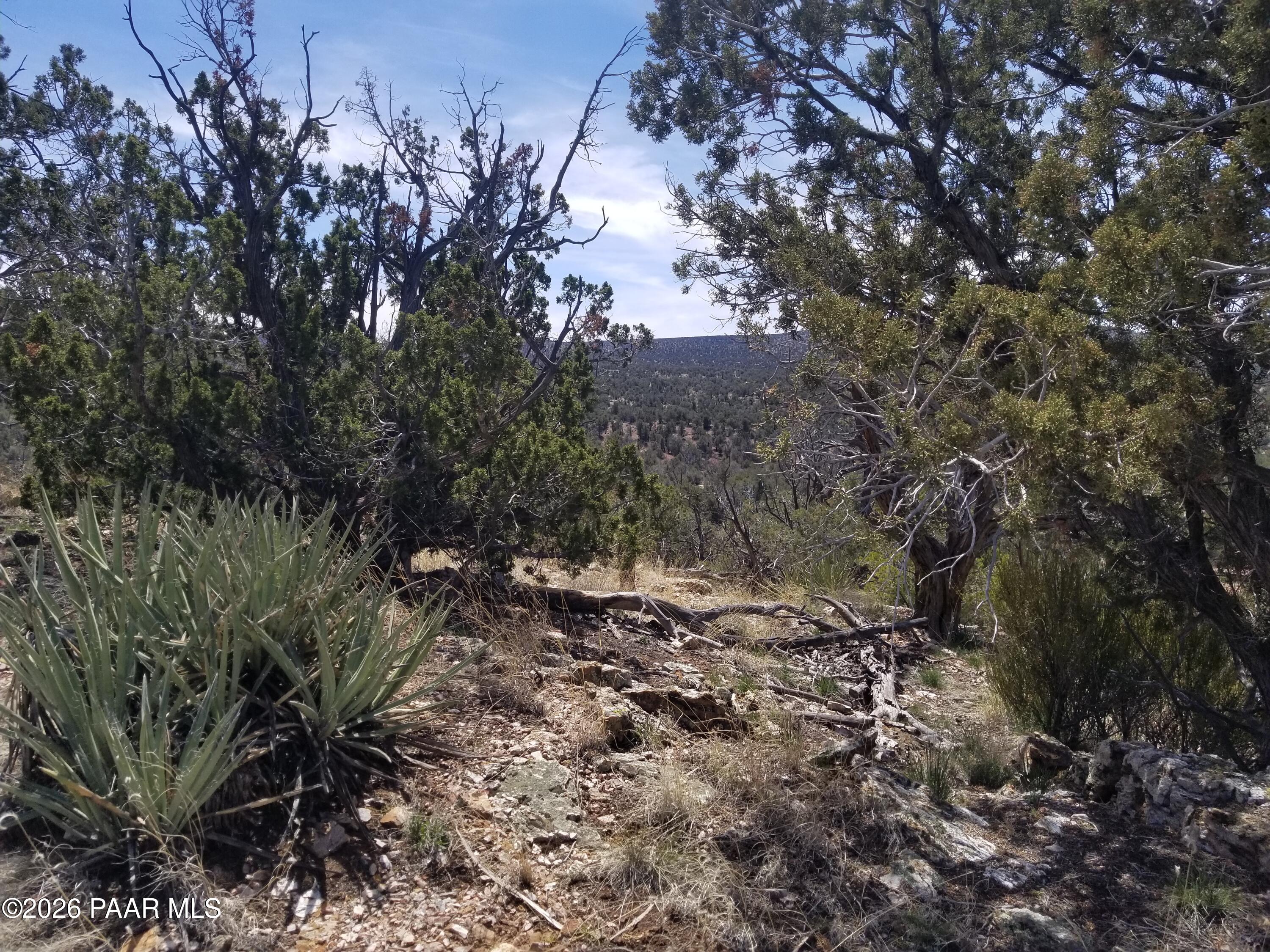 138 Arizona Road Ash Fork, AZ 86320 - Photo 5 of 21 a view of a tree in a yard
