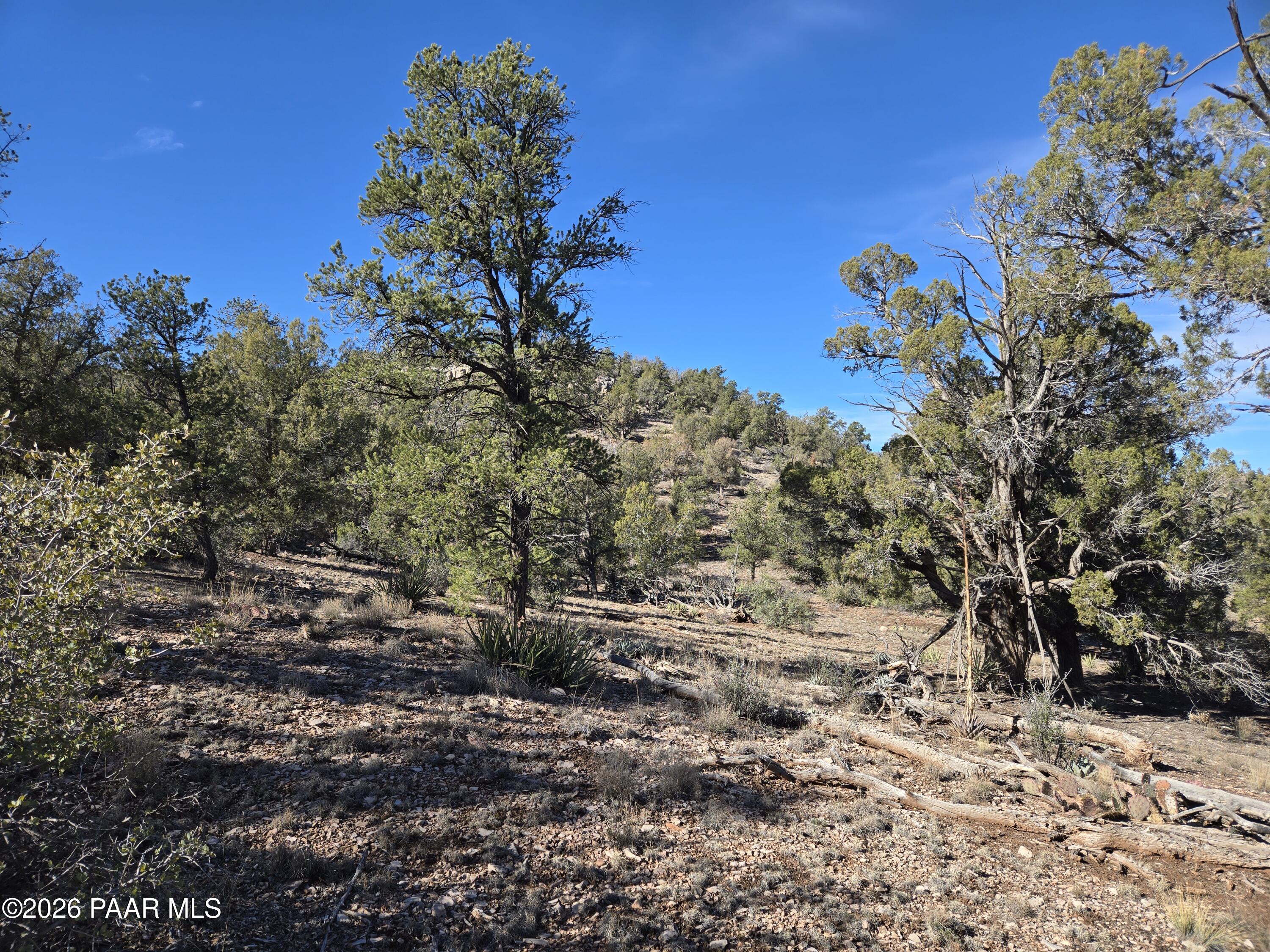 138 Arizona Road Ash Fork, AZ 86320 - Photo 6 of 21 a view of a tree with a yard