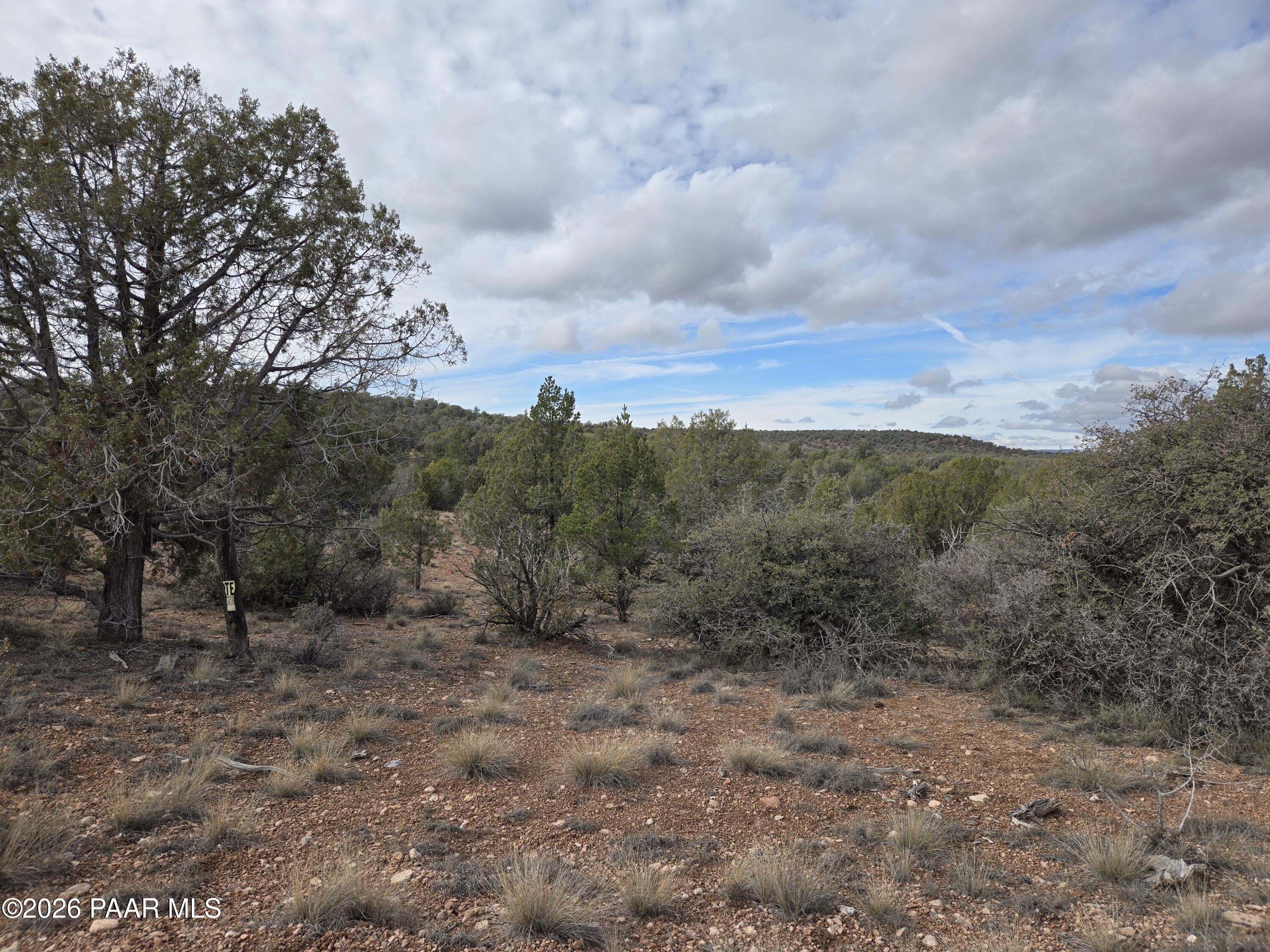 138 Arizona Road Ash Fork, AZ 86320 - Photo 9 of 21 a view of a dry yard with lots of trees