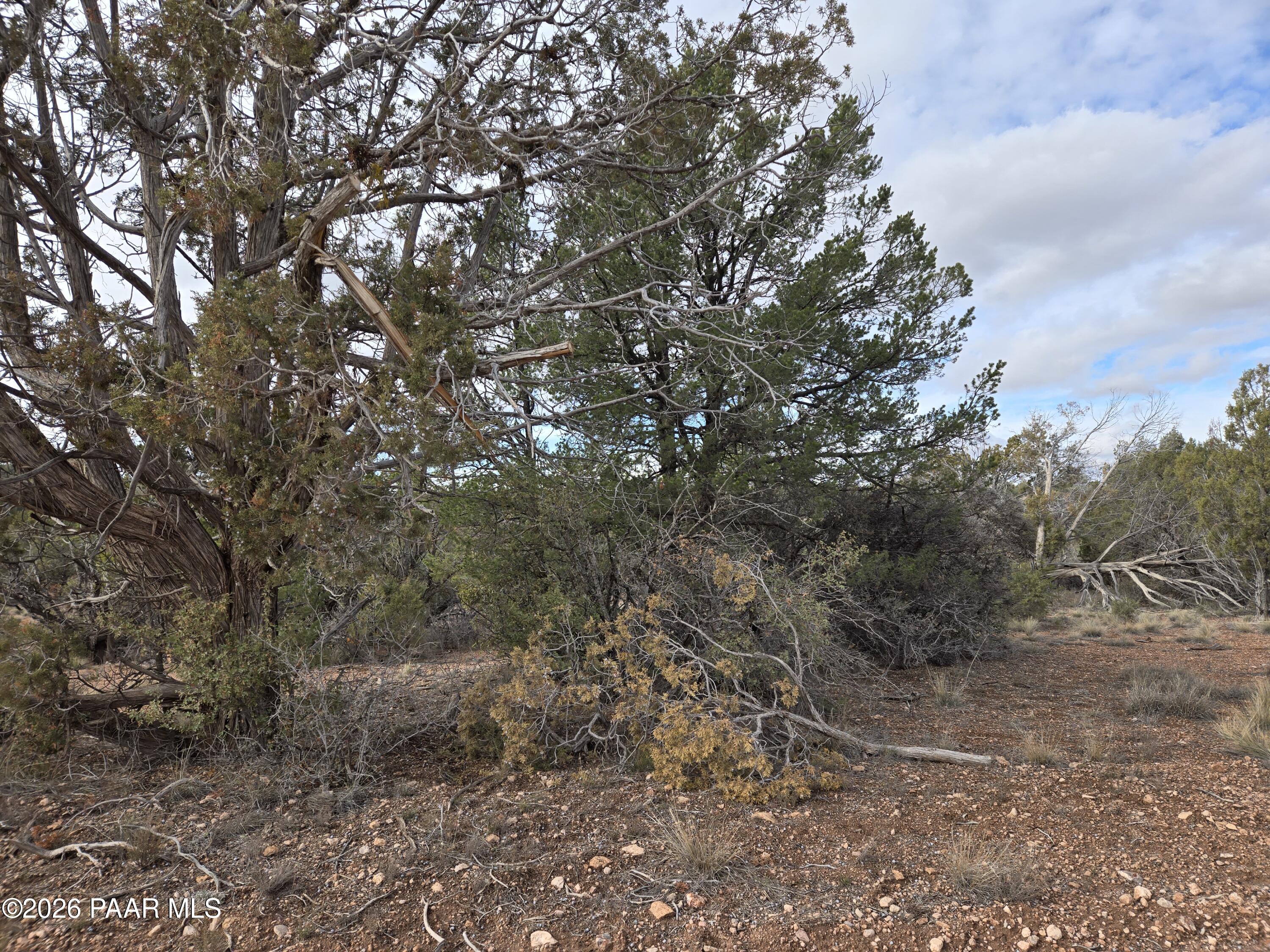 138 Arizona Road Ash Fork, AZ 86320 - Photo 10 of 21 a view of a forest with lots of trees
