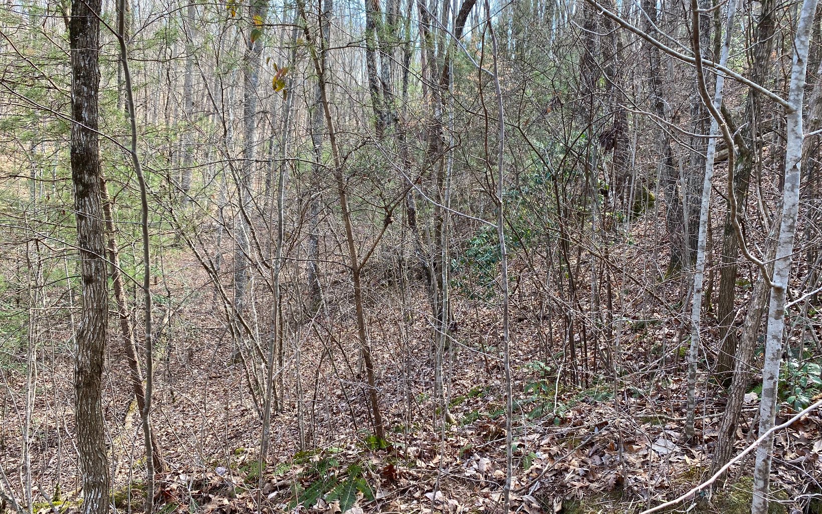 Lot3 Cohutta Overlook Drive Blue Ridge, GA 30513 - Photo 6 of 6 Additional View
