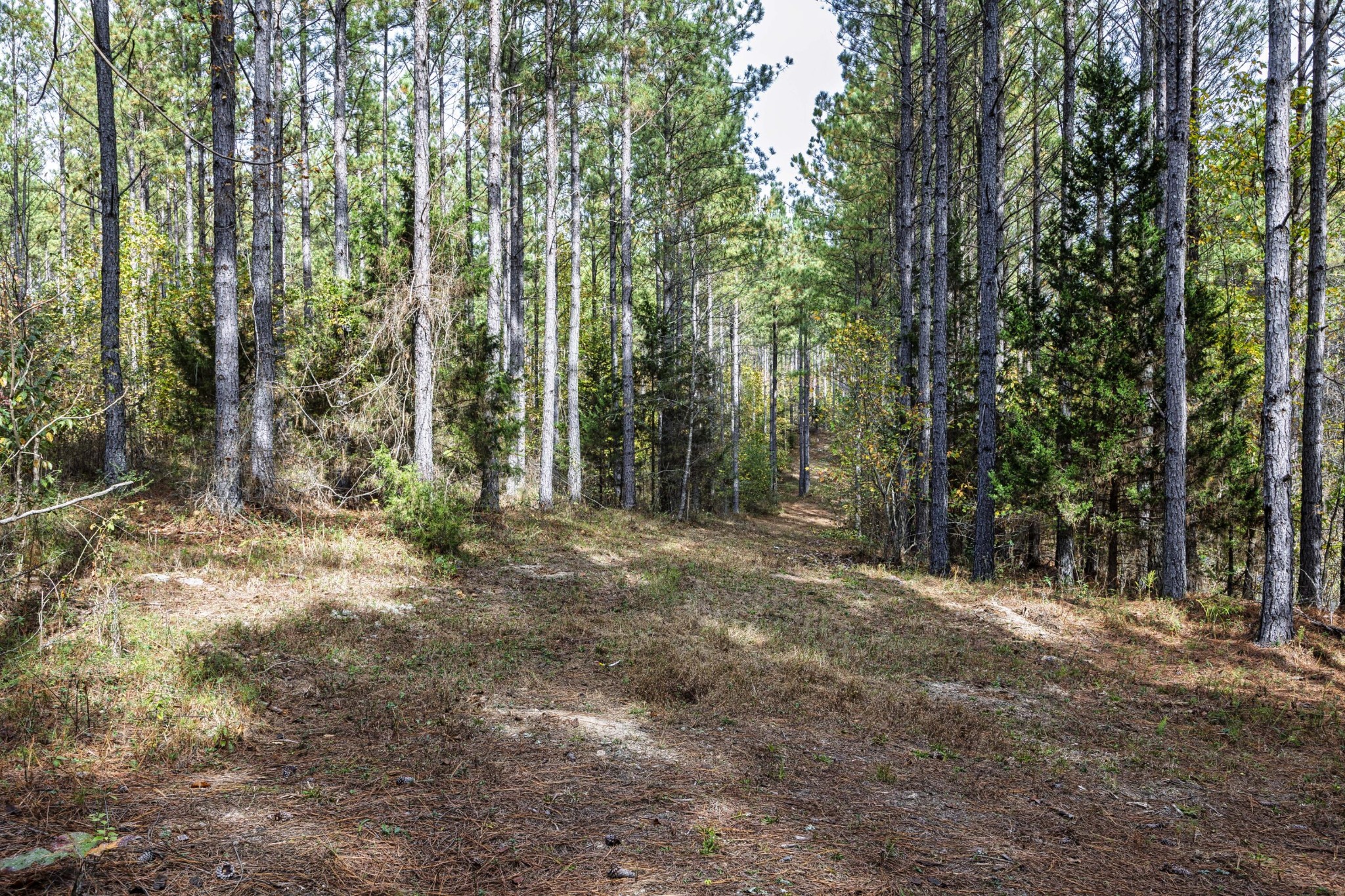 2874 Green Pond Road Decatur, TN 37322 - Photo 13 of 46 a view of a forest with trees in the background