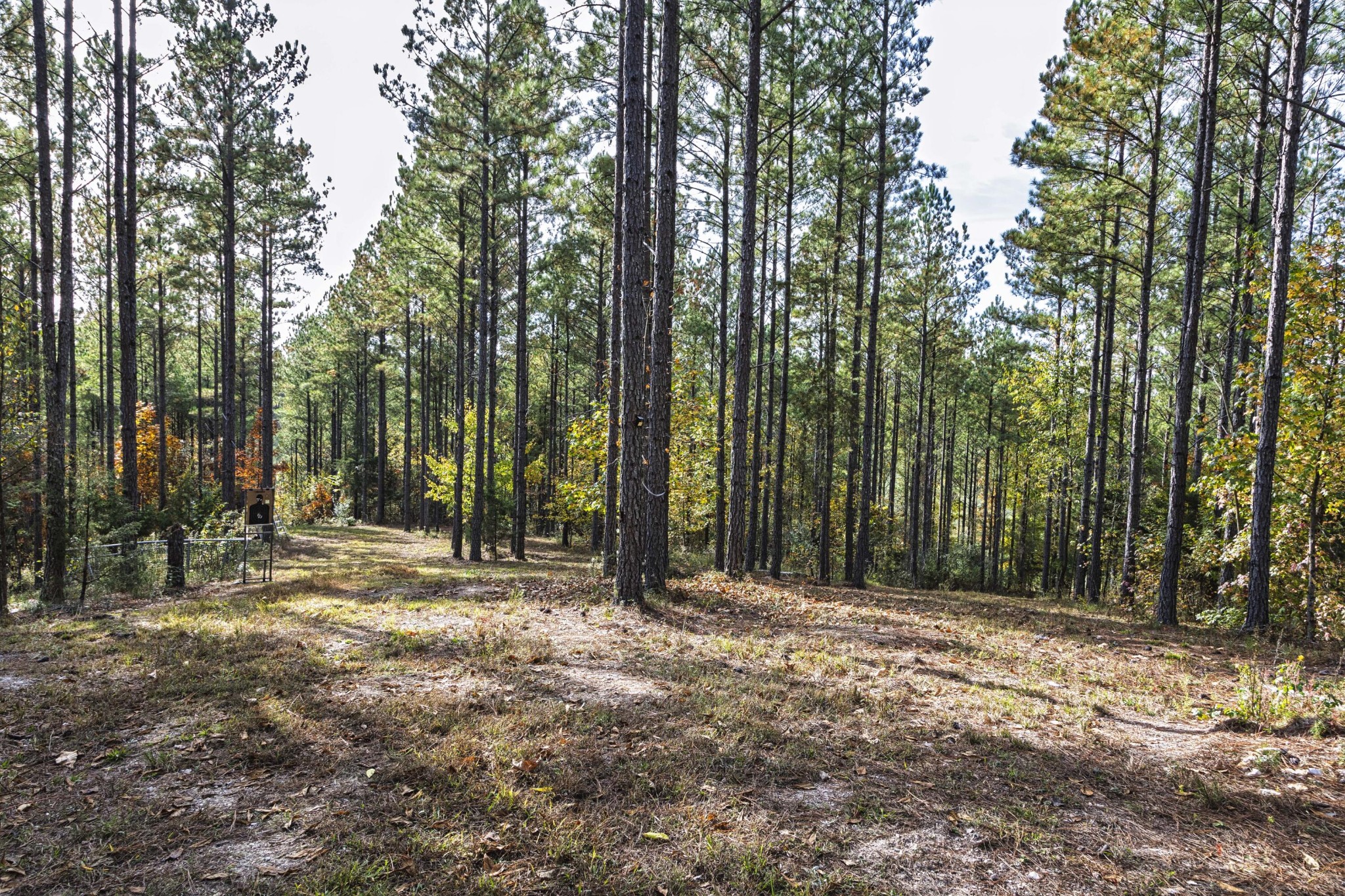2874 Green Pond Road Decatur, TN 37322 - Photo 22 of 46 a view of outdoor space with trees