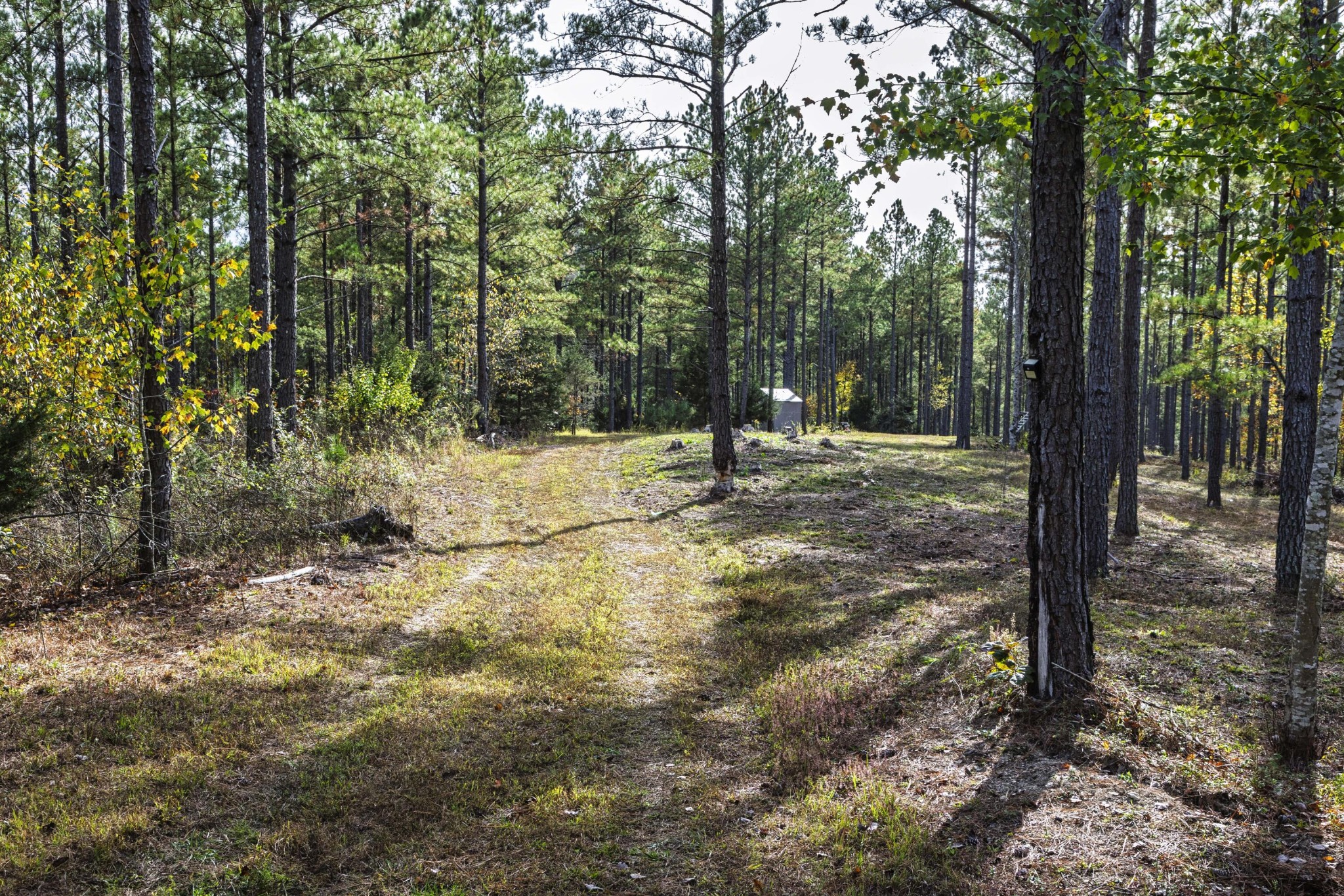 2874 Green Pond Road Decatur, TN 37322 - Photo 26 of 46 a view of a covered with trees in the background