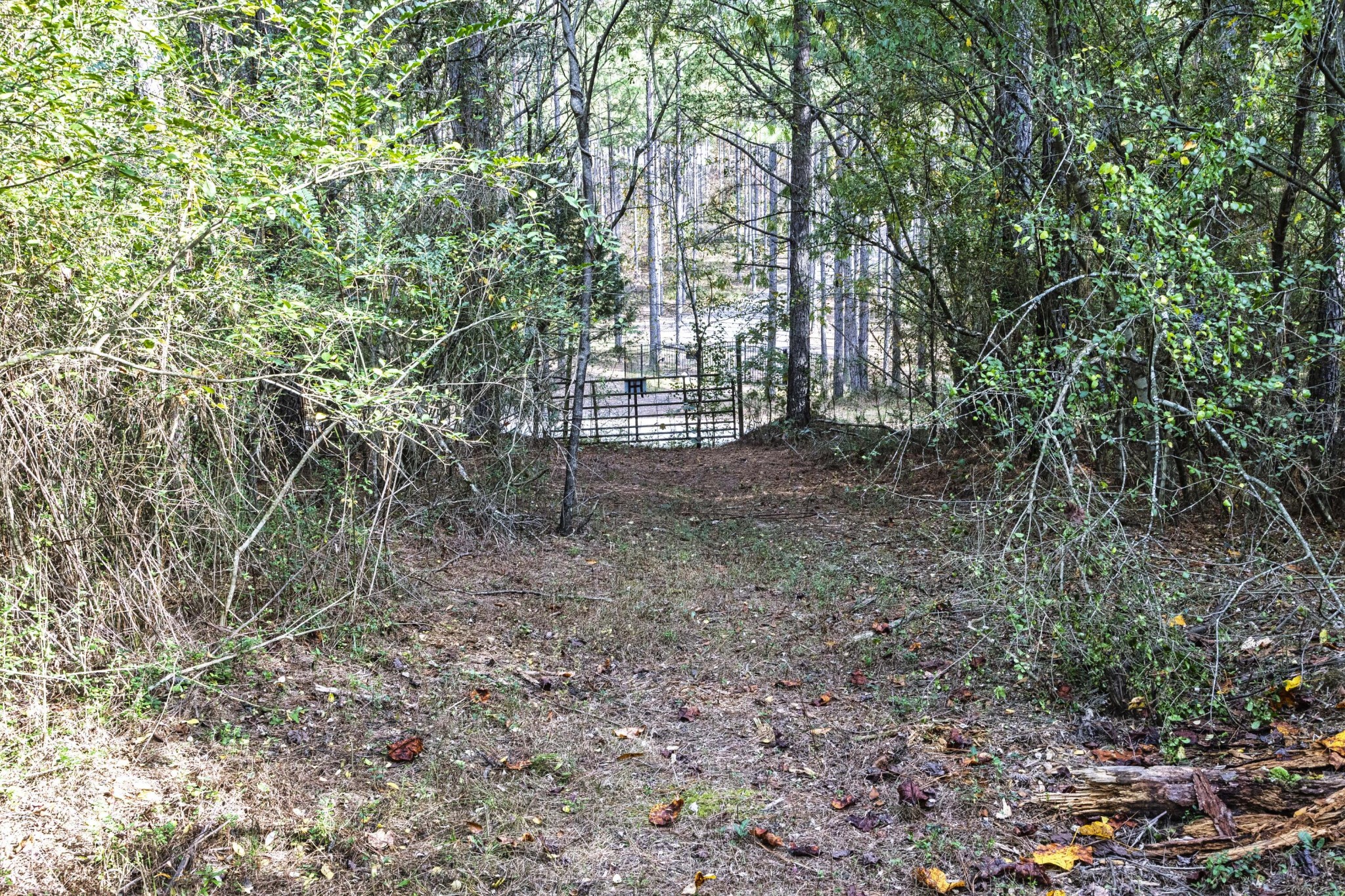 2874 Green Pond Road Decatur, TN 37322 - Photo 28 of 46 a view of a forest with trees in the background