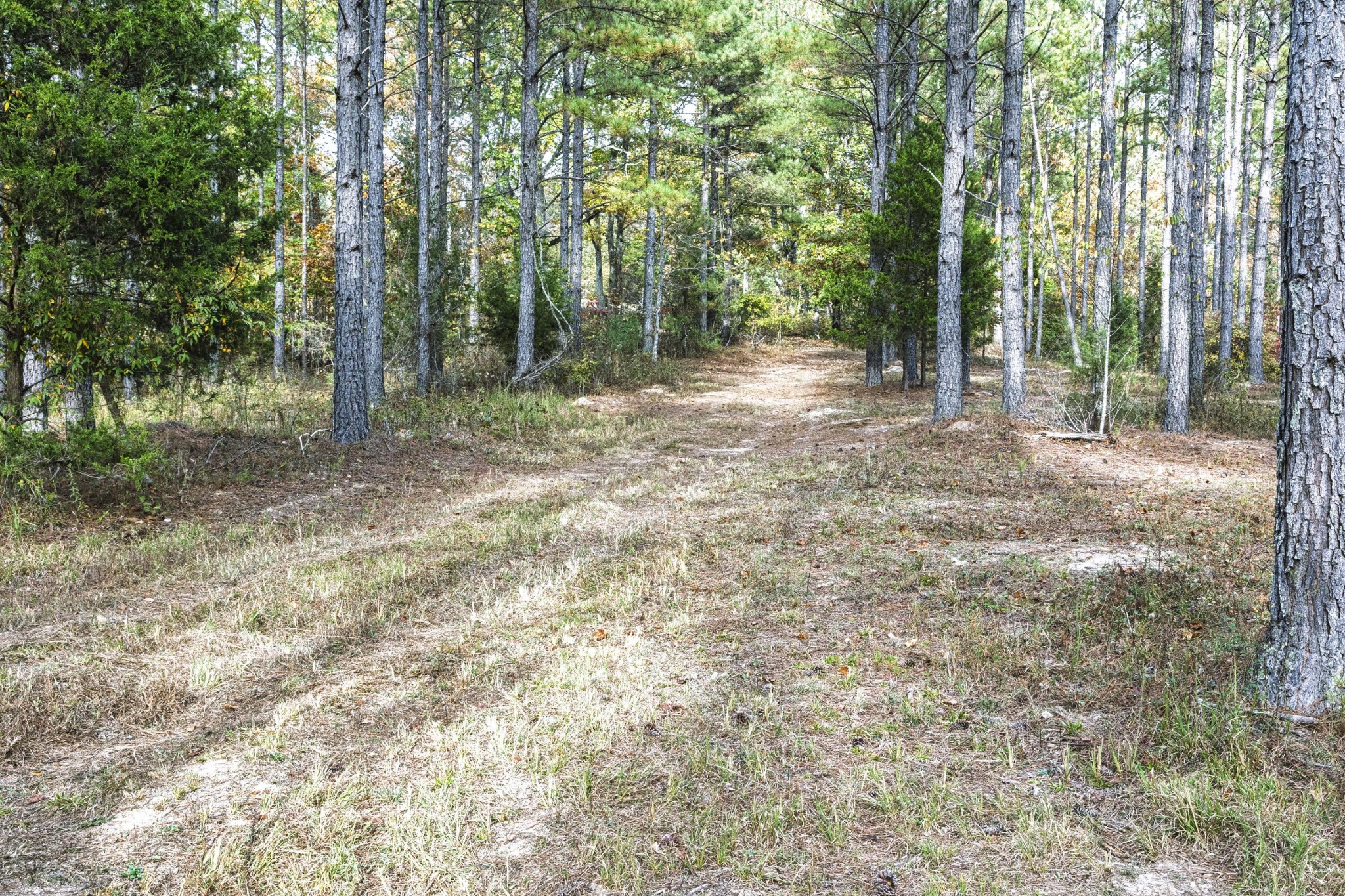 2874 Green Pond Road Decatur, TN 37322 - Photo 30 of 46 a view of a forest with trees in the background