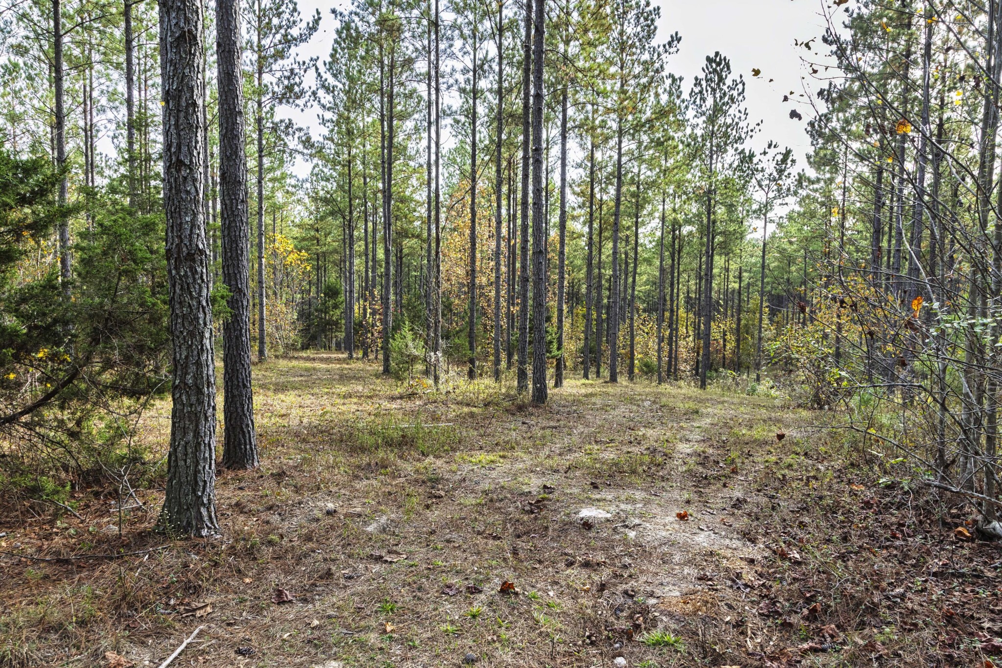 2874 Green Pond Road Decatur, TN 37322 - Photo 31 of 46 a view of outdoor space with trees