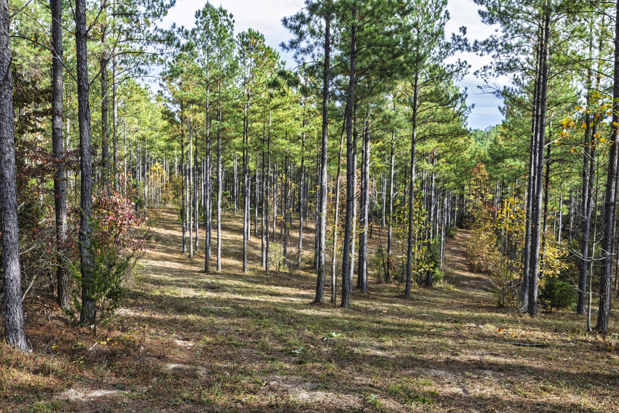 2874 Green Pond Road Decatur, TN 37322 - Photo 8 of 46 a view of outdoor space with trees