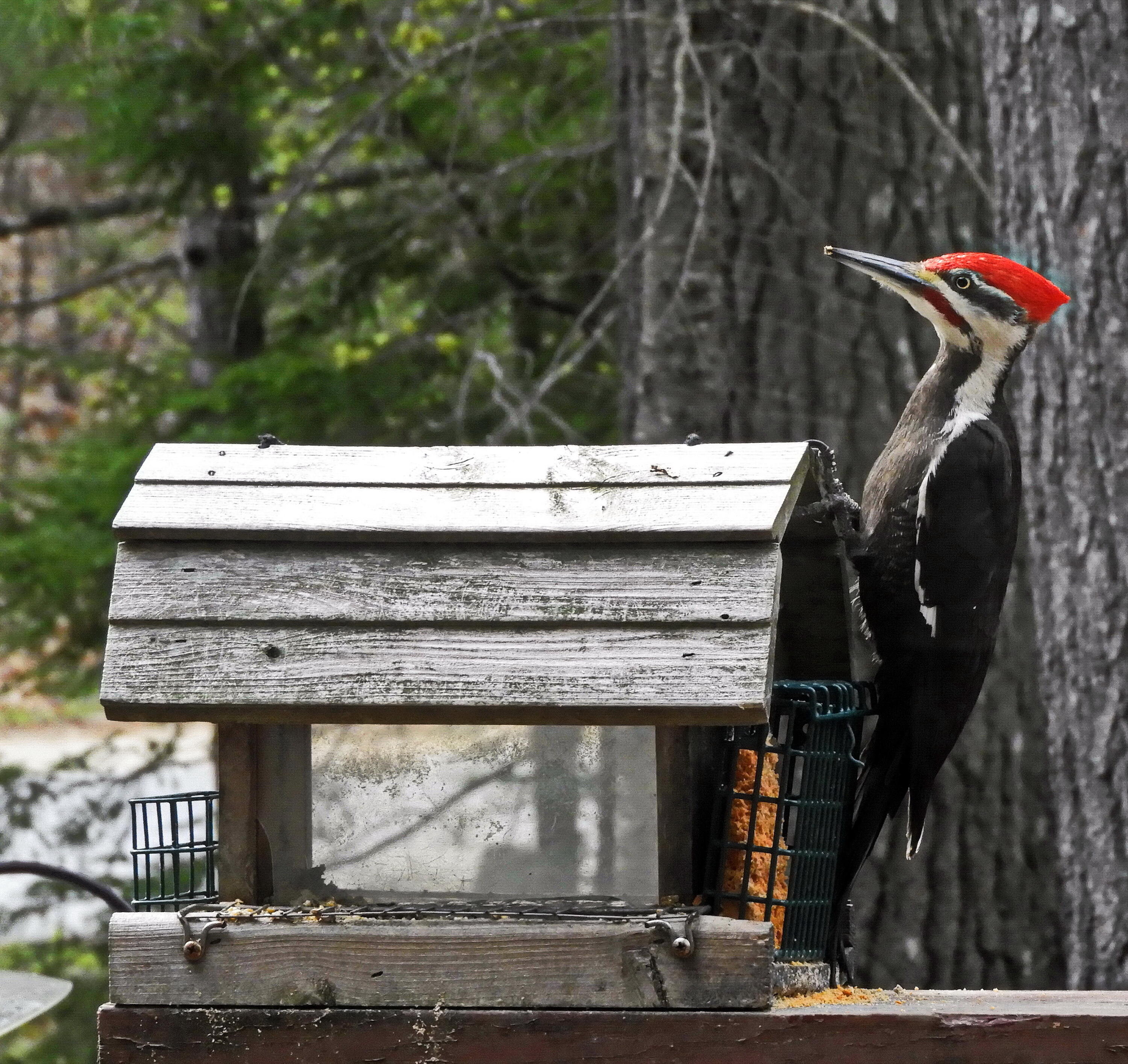 87 River Road Naples, ME 04055 - Photo 47 of 47 BOY, I SEE WHAT YOU MEAN..