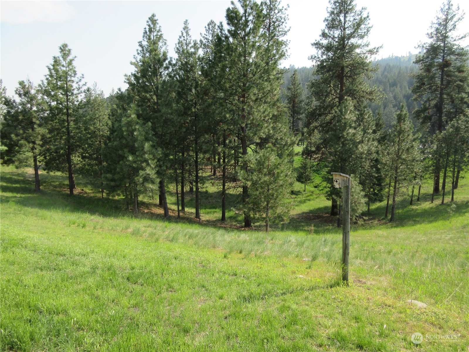 156 West Curlew Lake Road Republic, WA 99166 - Photo 29 of 36 a backyard of a house with plants and large trees