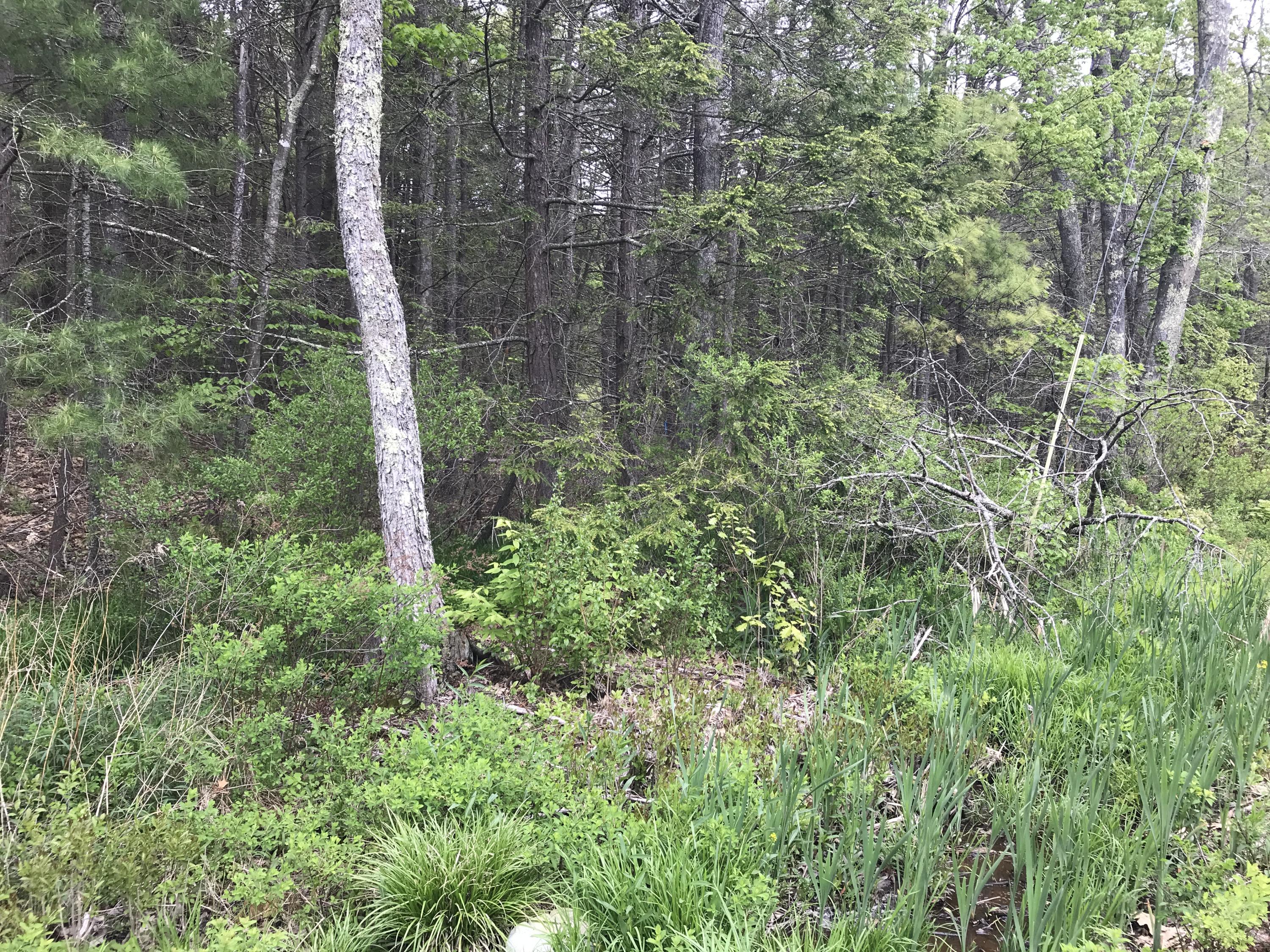 31 Mountain Road Cape Neddick, ME 03902 - Photo 4 of 6 IMG_7799