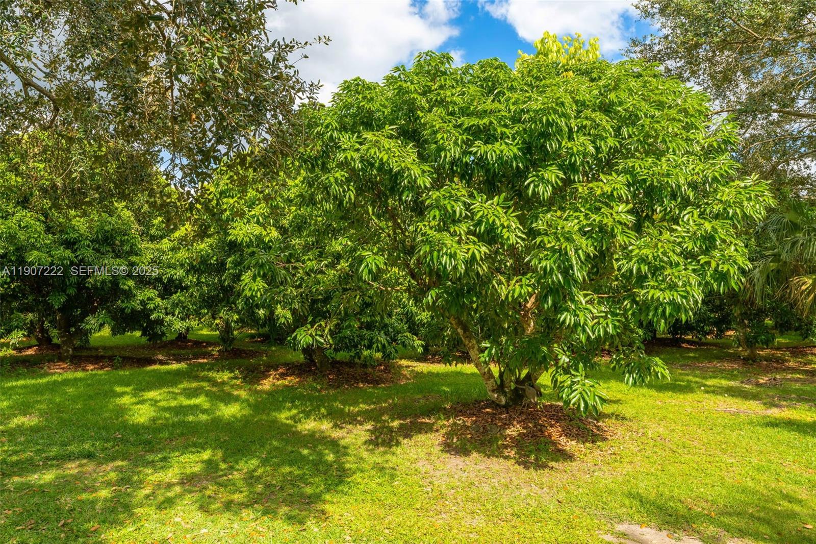 18895 Southwest 212th Street Miami, FL 33187 - Photo 36 of 36 a view of outdoor space and yard