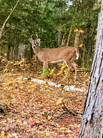$280,000 | 5 Wingate Terrace, Unit LOTS 136 & 137, Haverhill, NH 03785