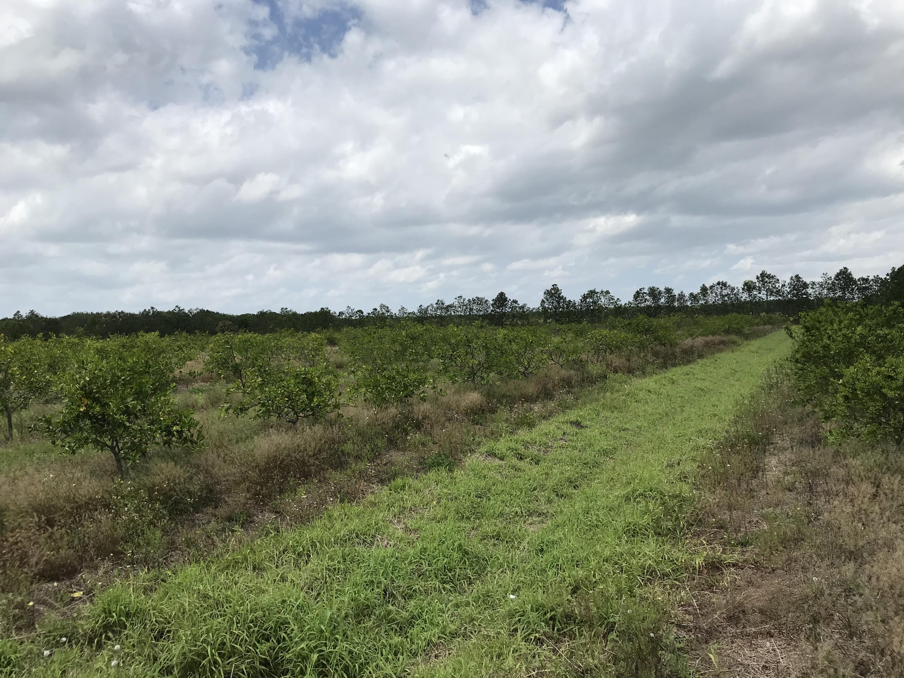 Carlton-adams Carlton Adams Road Fort Pierce, FL 34945 - Photo 13 of 20 096BD064-D054-420E-B05D-5FD319512755
