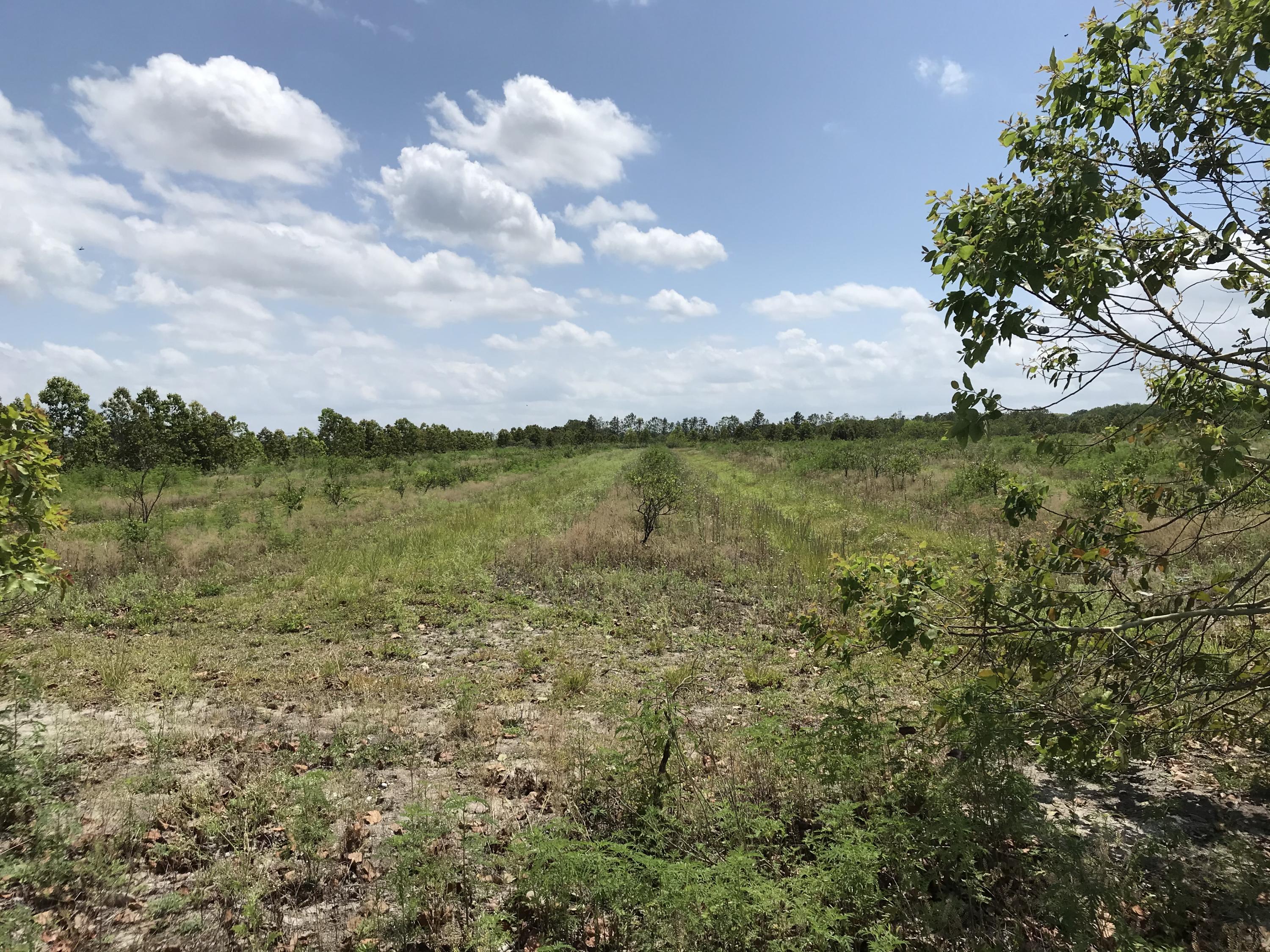 Carlton-adams Carlton Adams Road Fort Pierce, FL 34945 - Photo 8 of 20 B196A472-2549-425B-B7D5-146E66EB88B3