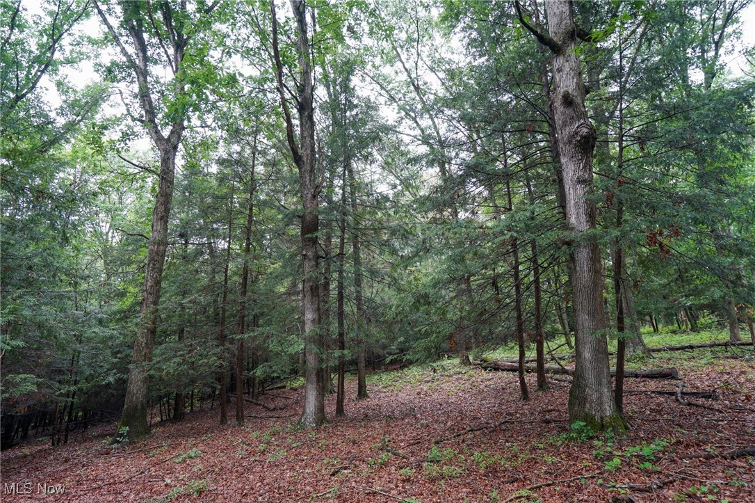 Meacham Road Ray, OH 45672 - Photo 24 of 31 View of tree filled area