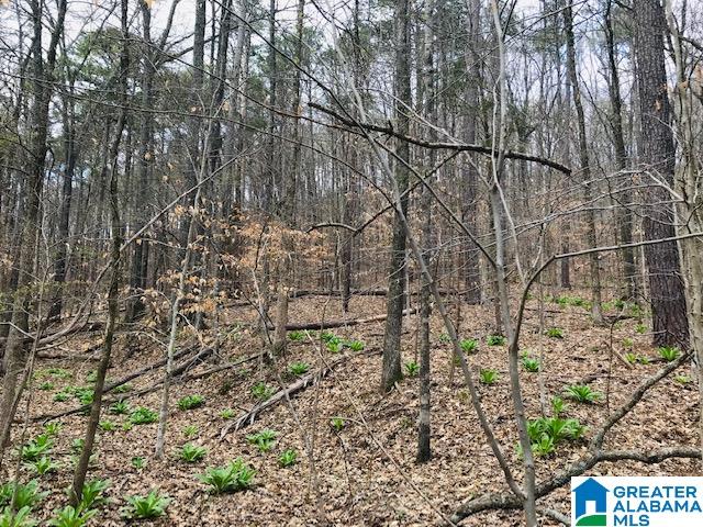 8607 Zuber Road, Unit 22 65 ACRES Springville, AL 35146 - Photo 7 of 9