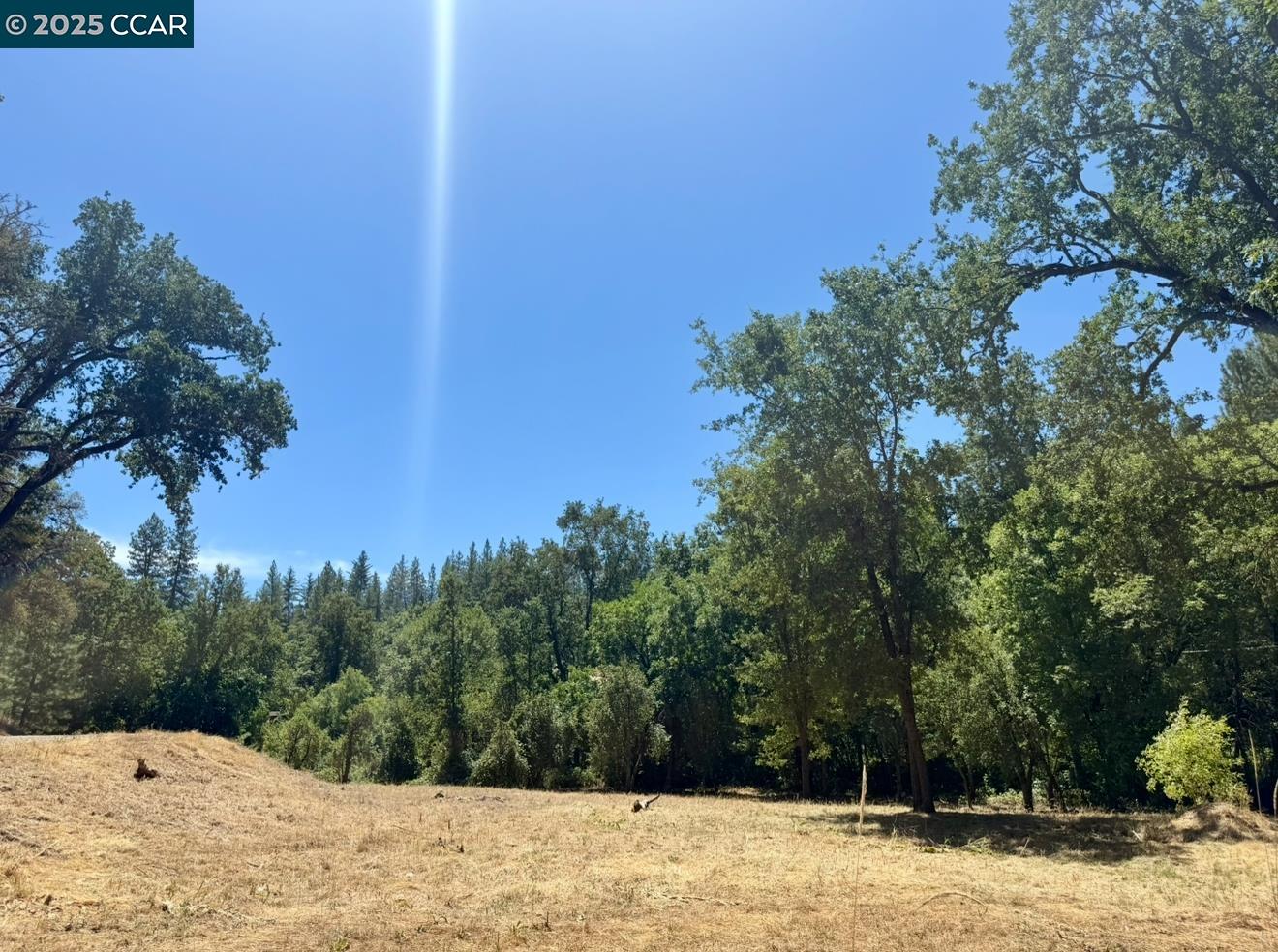 4578 Pretty Good Road Placerville, CA 95667 - Photo 14 of 25 a view of a yard with a tree
