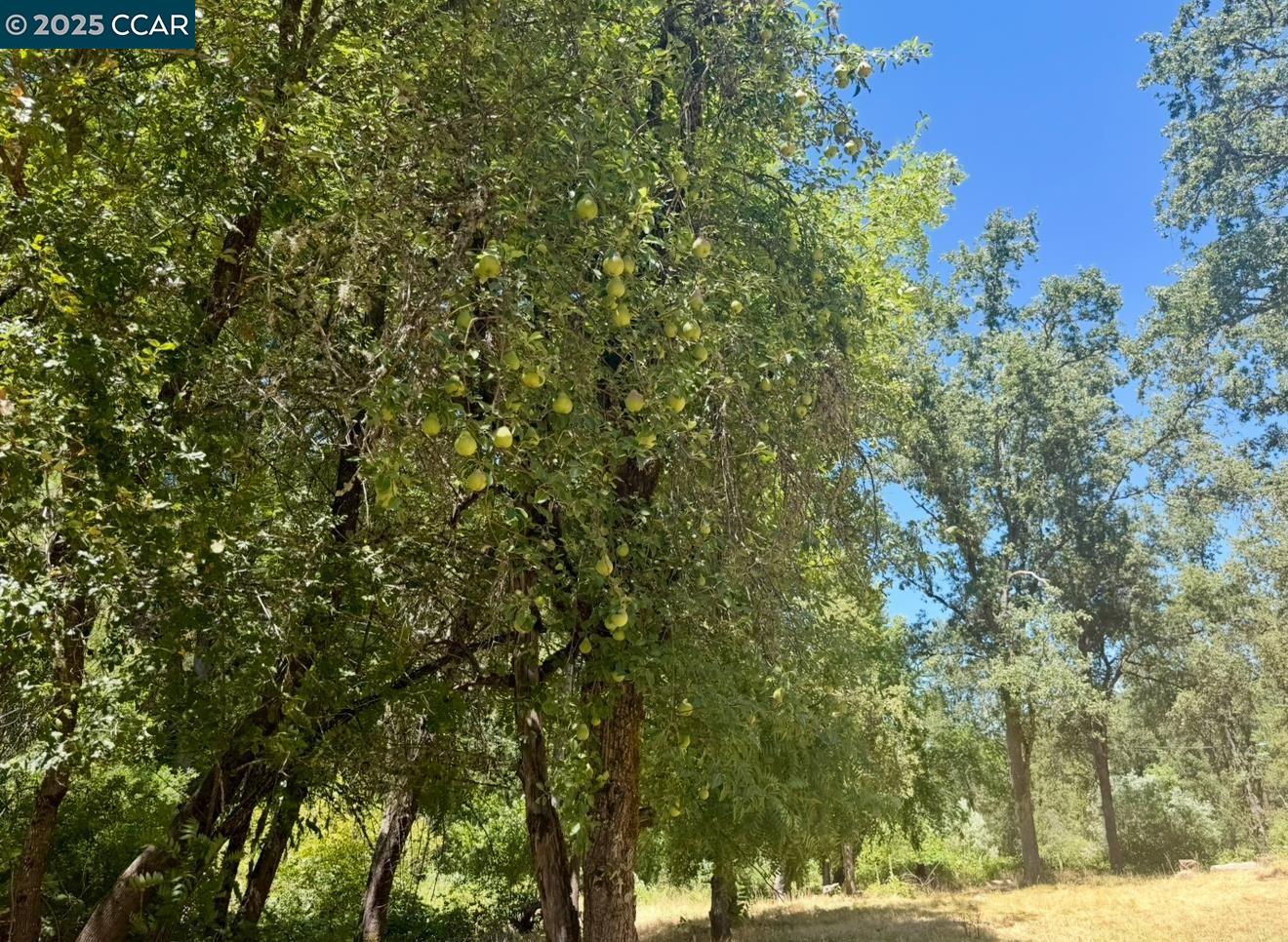 4578 Pretty Good Road Placerville, CA 95667 - Photo 22 of 25 a view of a yard with plants and trees