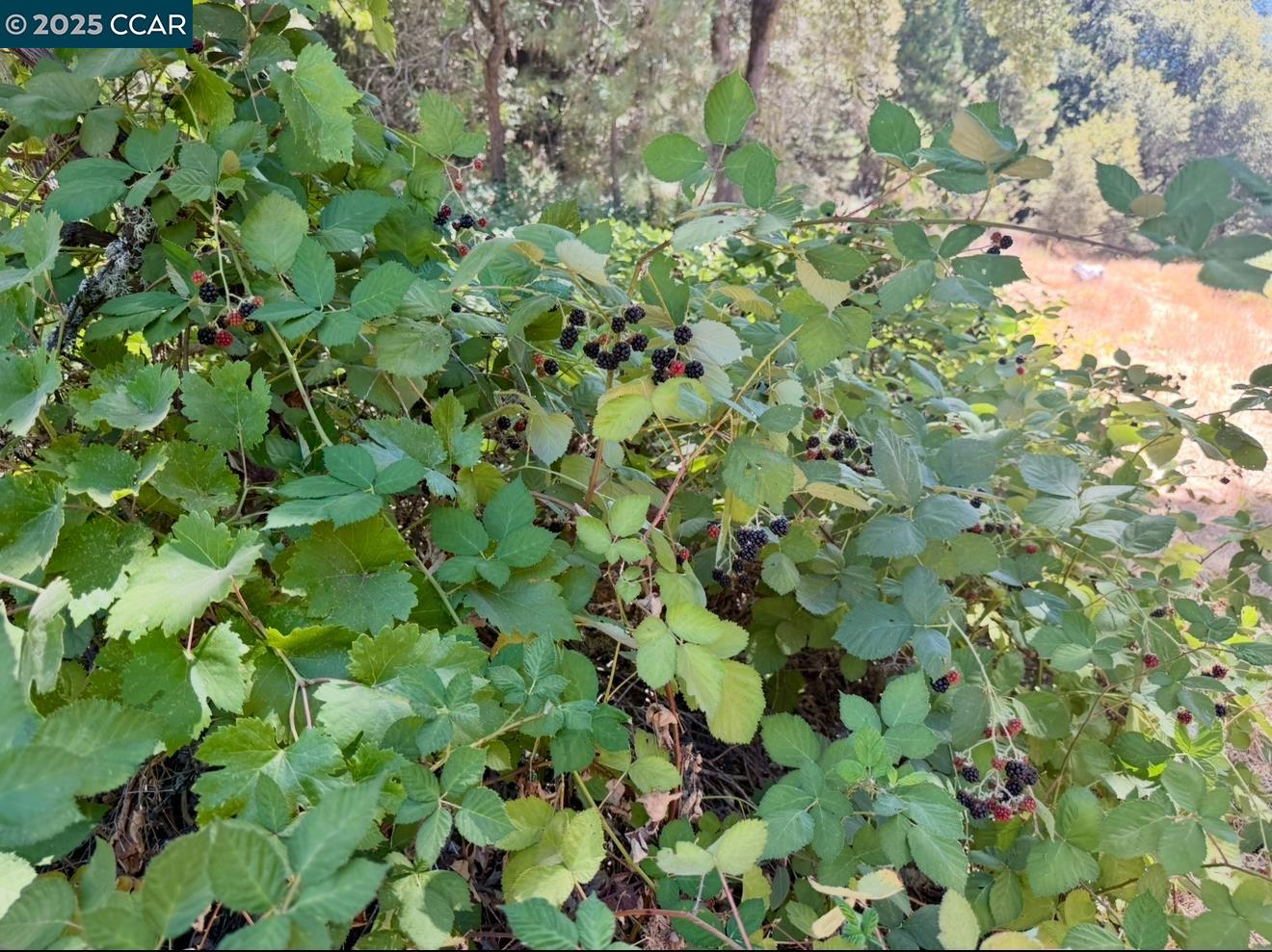 4578 Pretty Good Road Placerville, CA 95667 - Photo 23 of 25