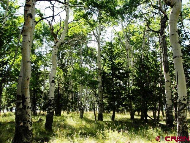 Tbd 80 Cardwell Draw Road Powderhorn, CO 81243 - Photo 17 of 25 Gallery Image 17