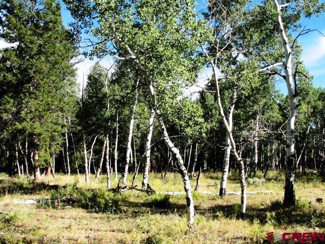 Tbd 80 Cardwell Draw Road Powderhorn, CO 81243 - Photo 18 of 25 Gallery Image 18