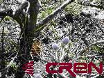 Tbd 80 Cardwell Draw Road Powderhorn, CO 81243 - Photo 9 of 25 Gallery Image 9