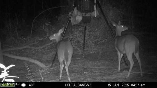 Jeremy Lane Vancleave, MS 39565 - Photo 10 of 10 trail cam