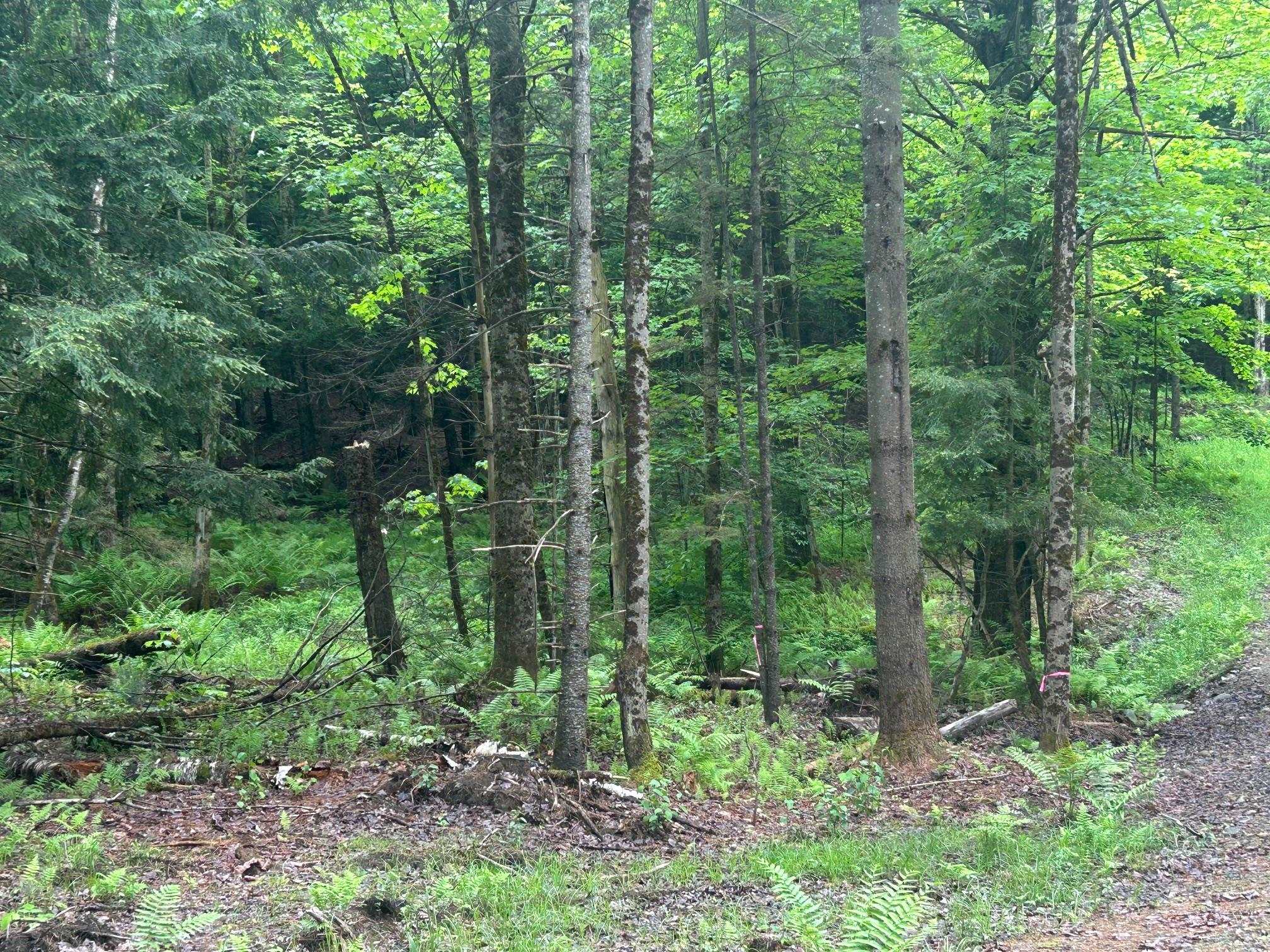 0 Rocky Road Johnson, VT 05656 - Photo 6 of 22