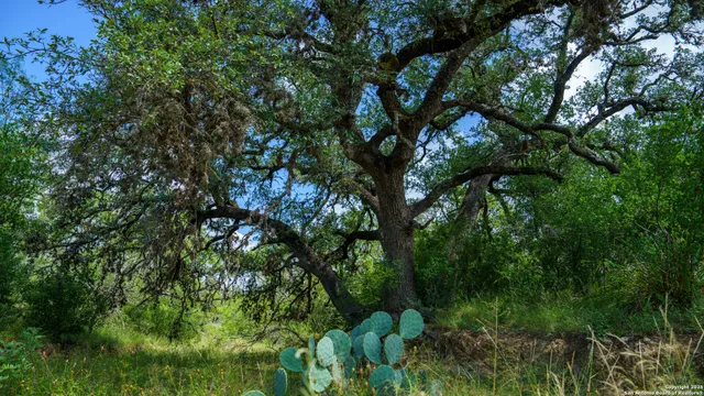 a backyard of a house with lots of trees