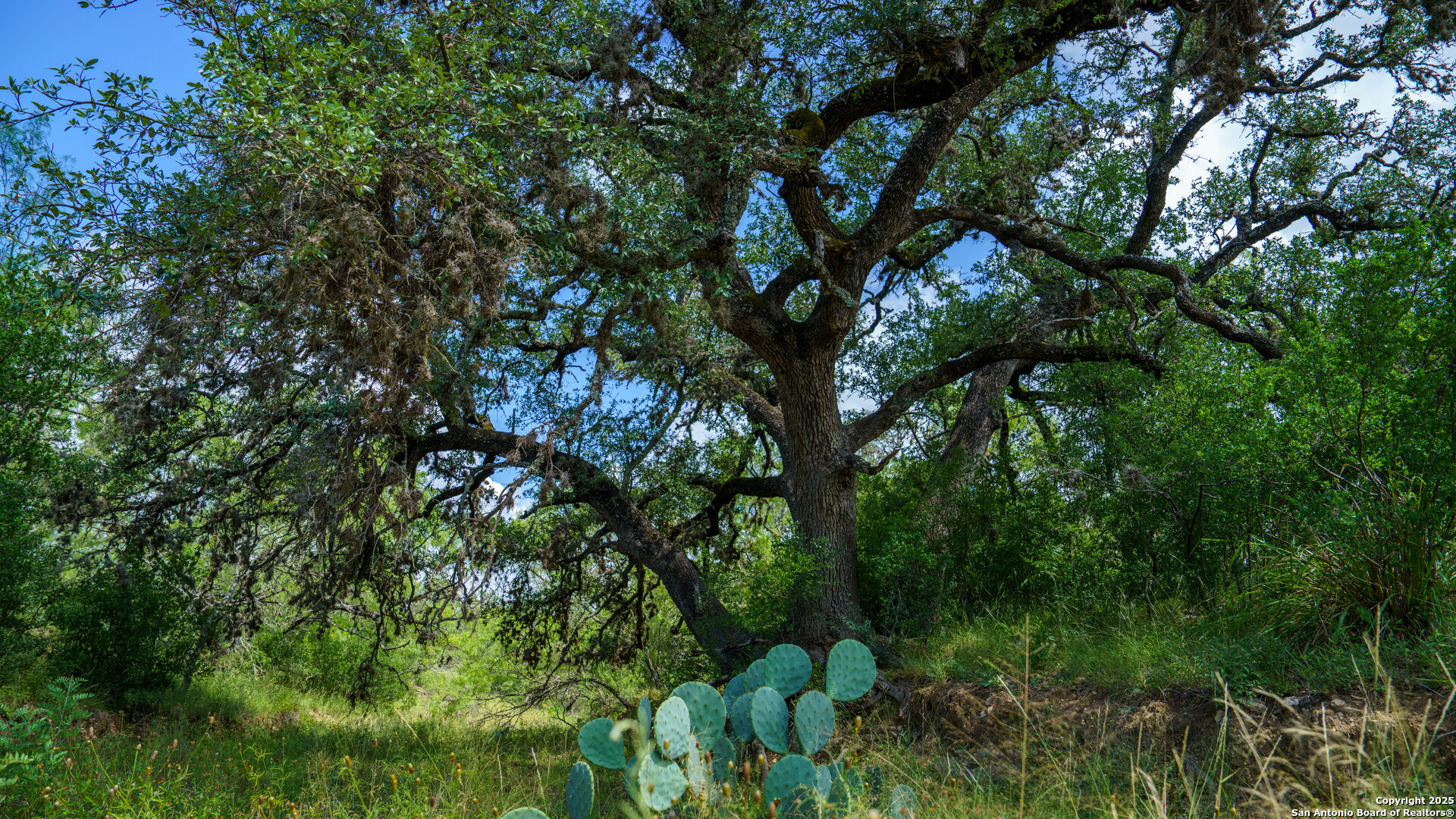 1231 B & R Road Vanderpool, TX 78885 - Photo 11 of 26 a backyard of a house with lots of trees