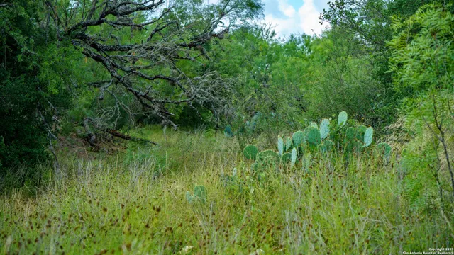 a view of a lush green space