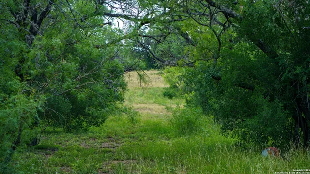 a view of a lush green space