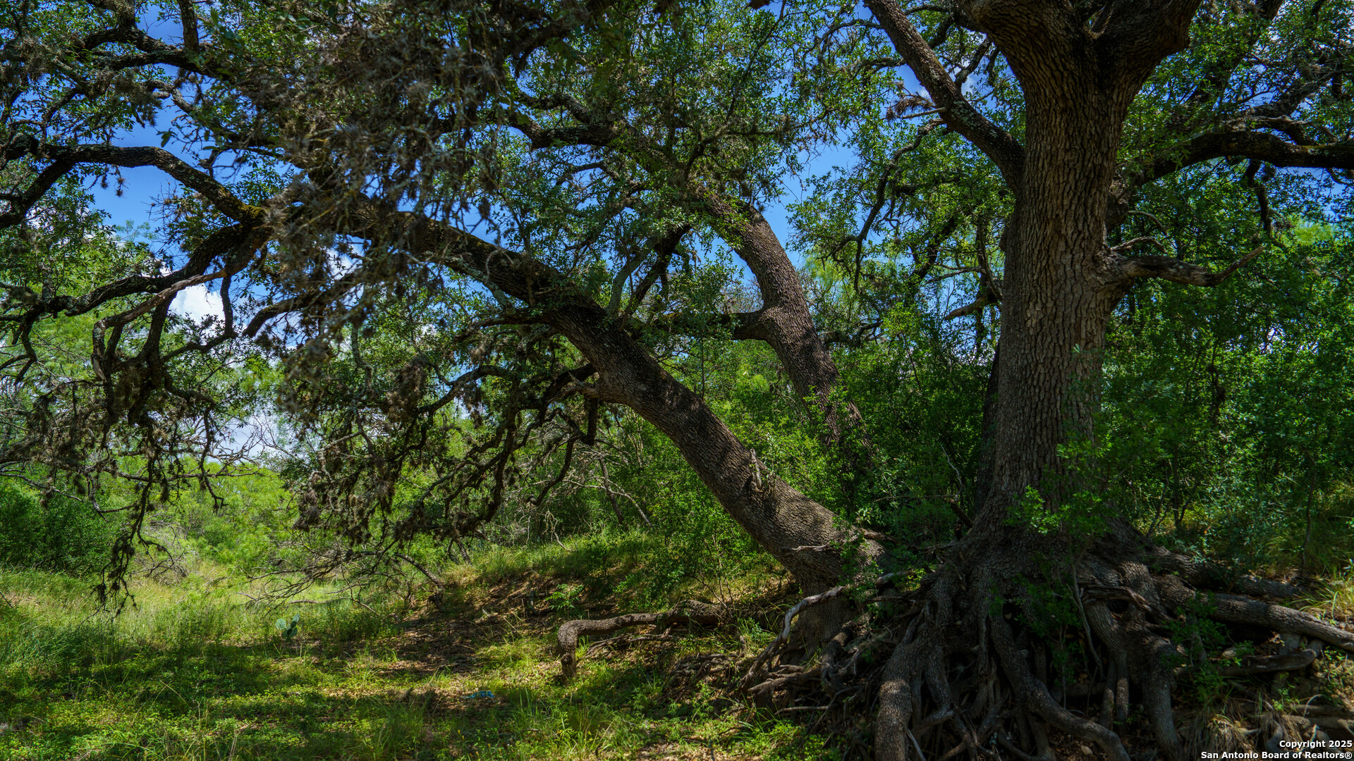 1231 B & R Road Vanderpool, TX 78885 - Photo 25 of 26 a view of a tree
