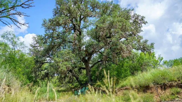 a view of a lush green forest