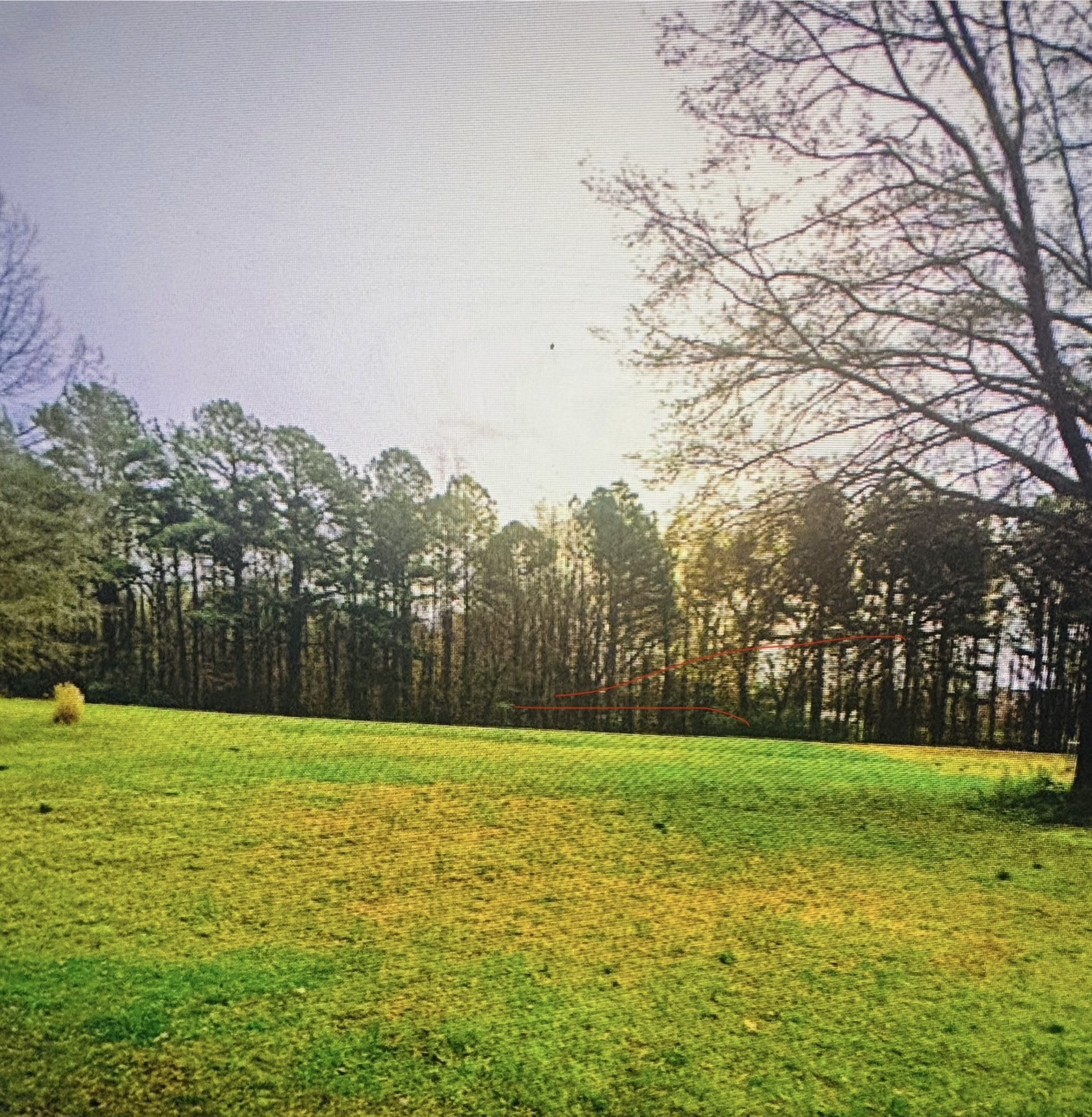 a view of a field with trees in the background