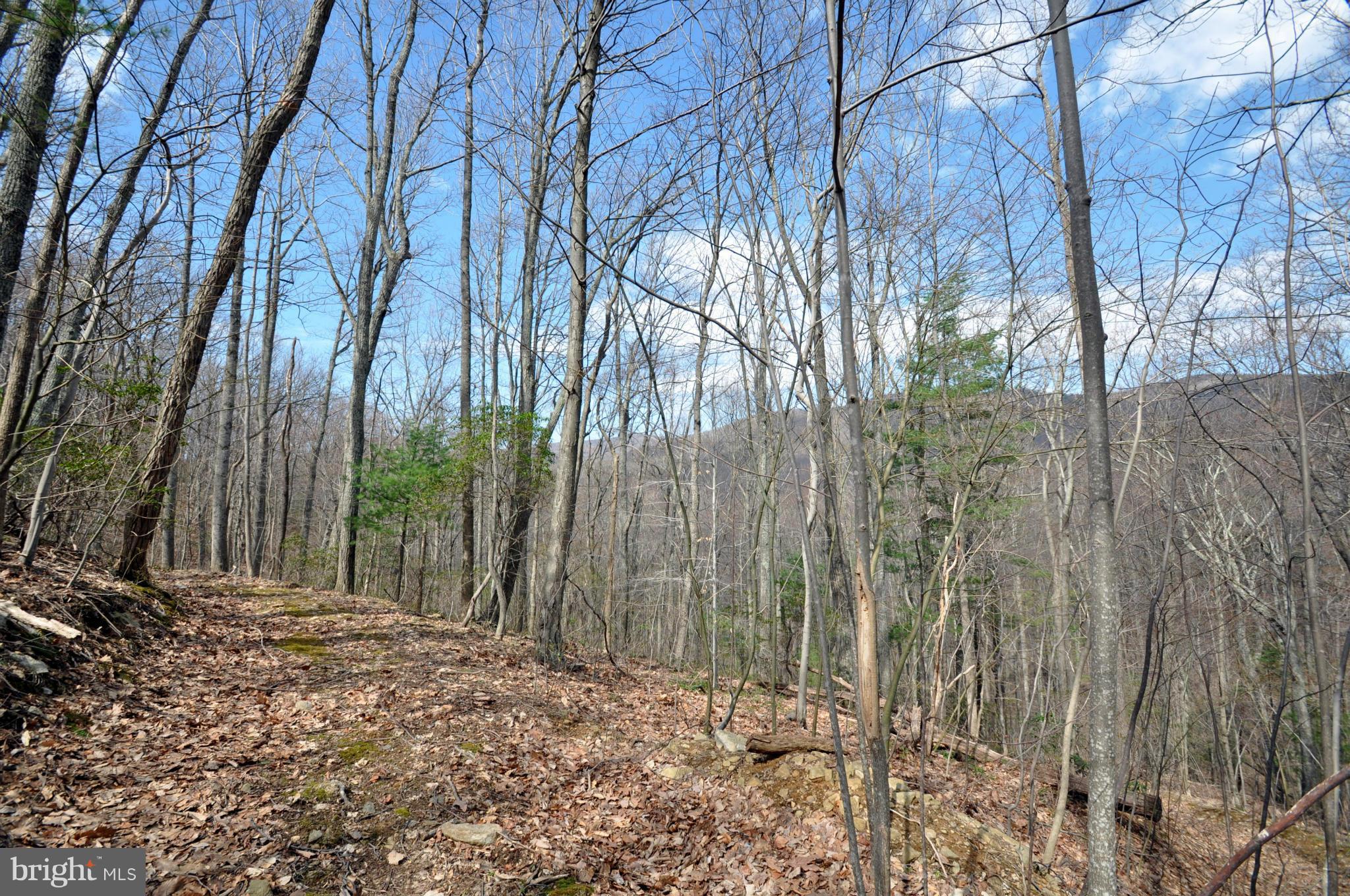 Pine Hill Road Sperryville, VA 22740 - Photo 4 of 11 Potential Home Site