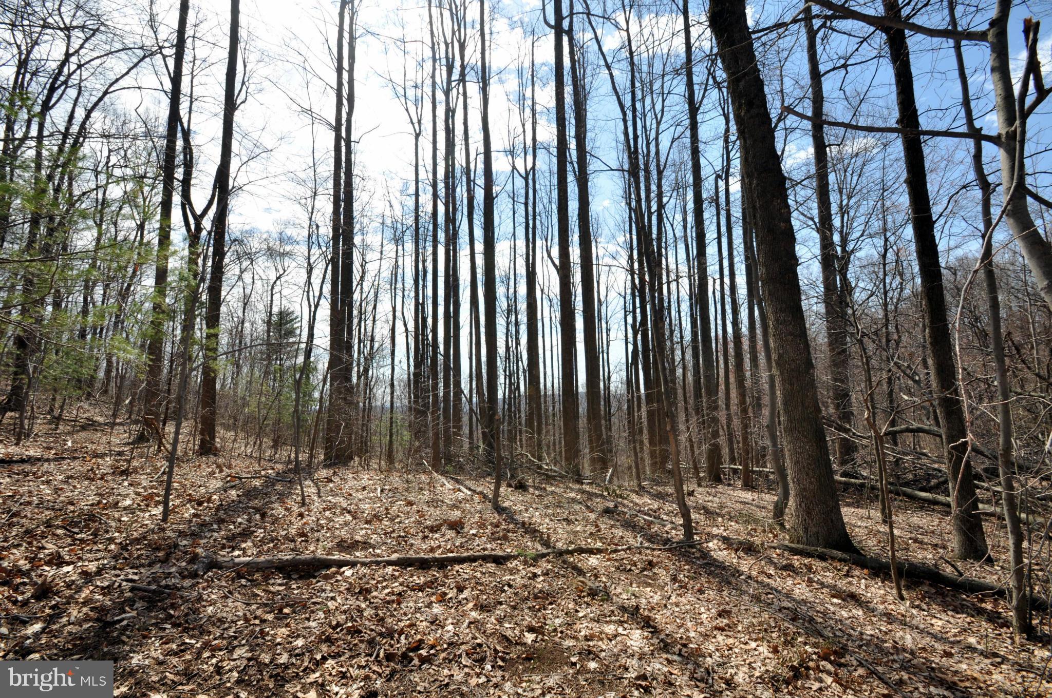 Pine Hill Road Sperryville, VA 22740 - Photo 5 of 11 Second Growth Forest