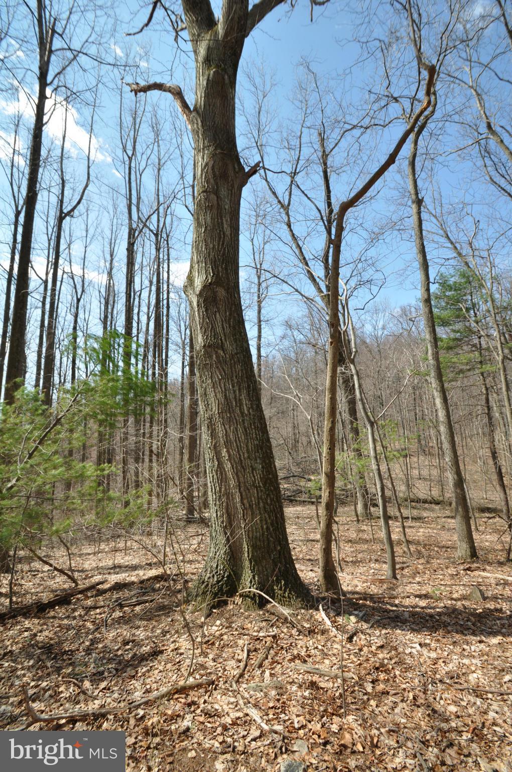 Pine Hill Road Sperryville, VA 22740 - Photo 6 of 11 Border Trees