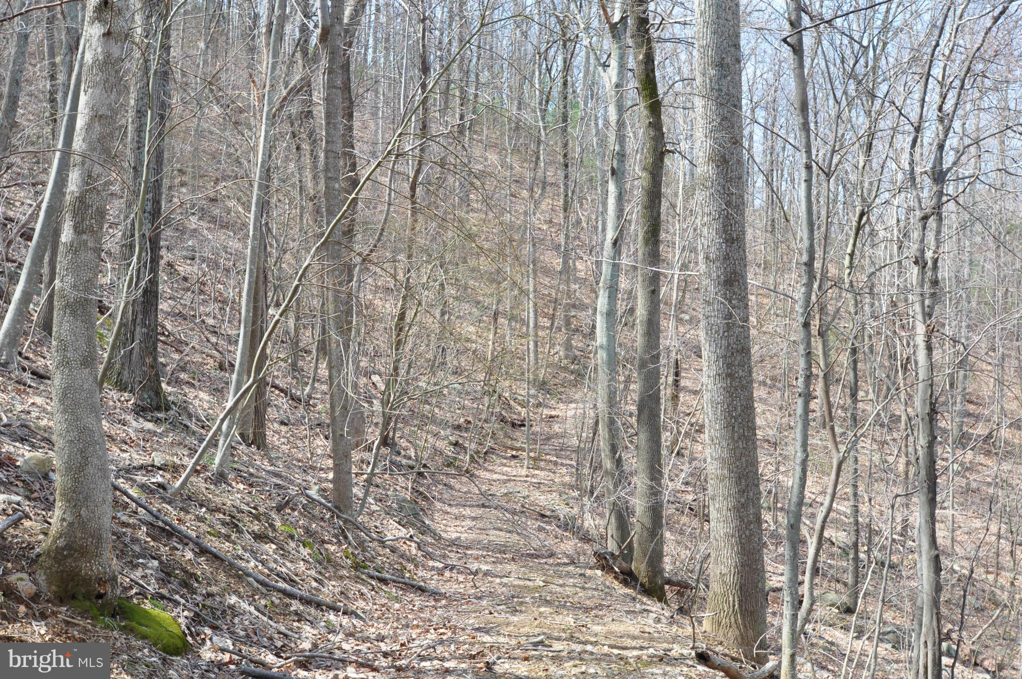Pine Hill Road Sperryville, VA 22740 - Photo 9 of 11 A Path Through the Woods