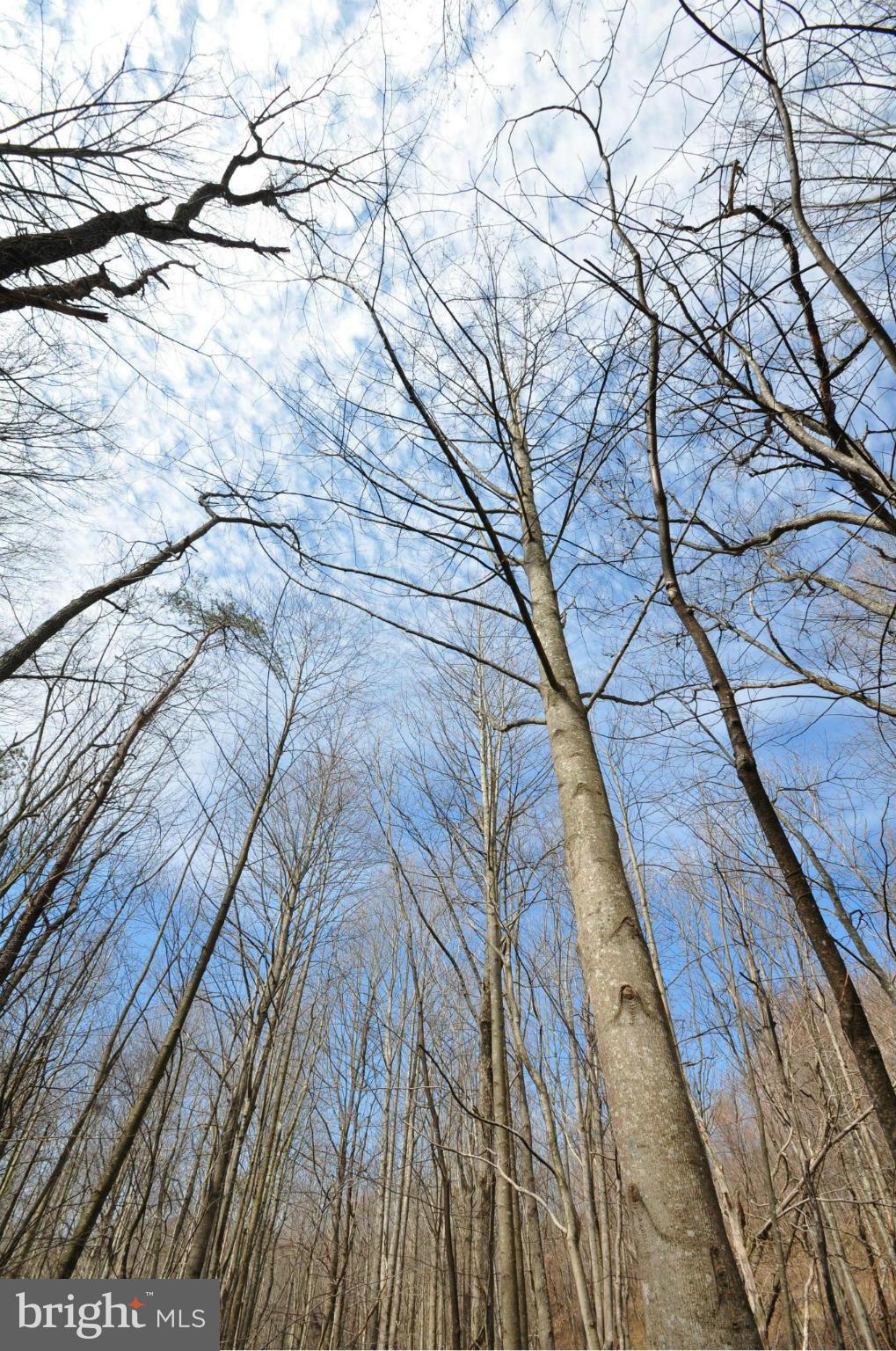 Pine Hill Road Sperryville, VA 22740 - Photo 10 of 11 Large Trees