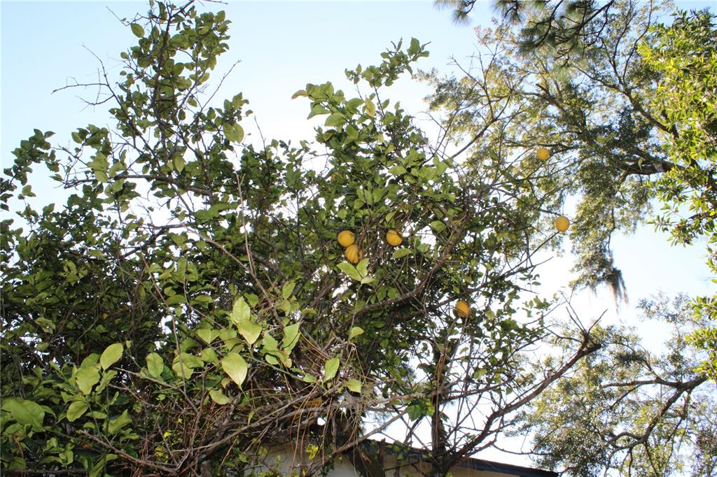 627 Prairie Lane Altamonte Springs, FL 32714 - Photo 32 of 32 a view of a tree