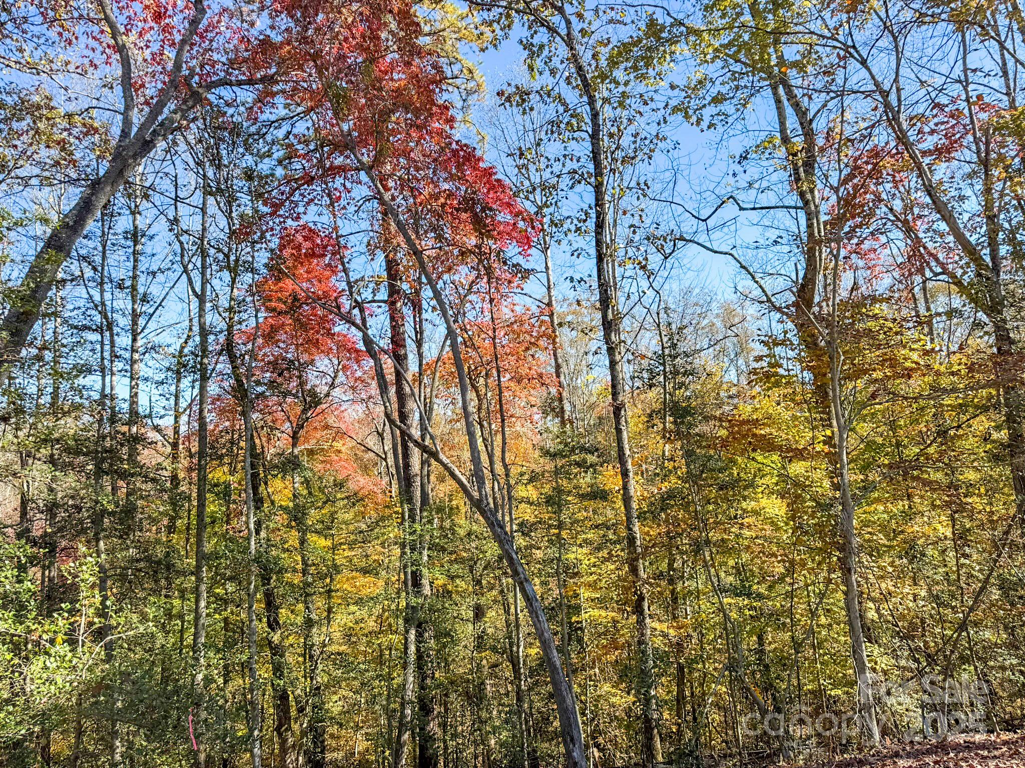 0 Reserve Way, Unit 11 Hendersonville, NC 28792 - Photo 8 of 48 a backyard of a house with lots of trees