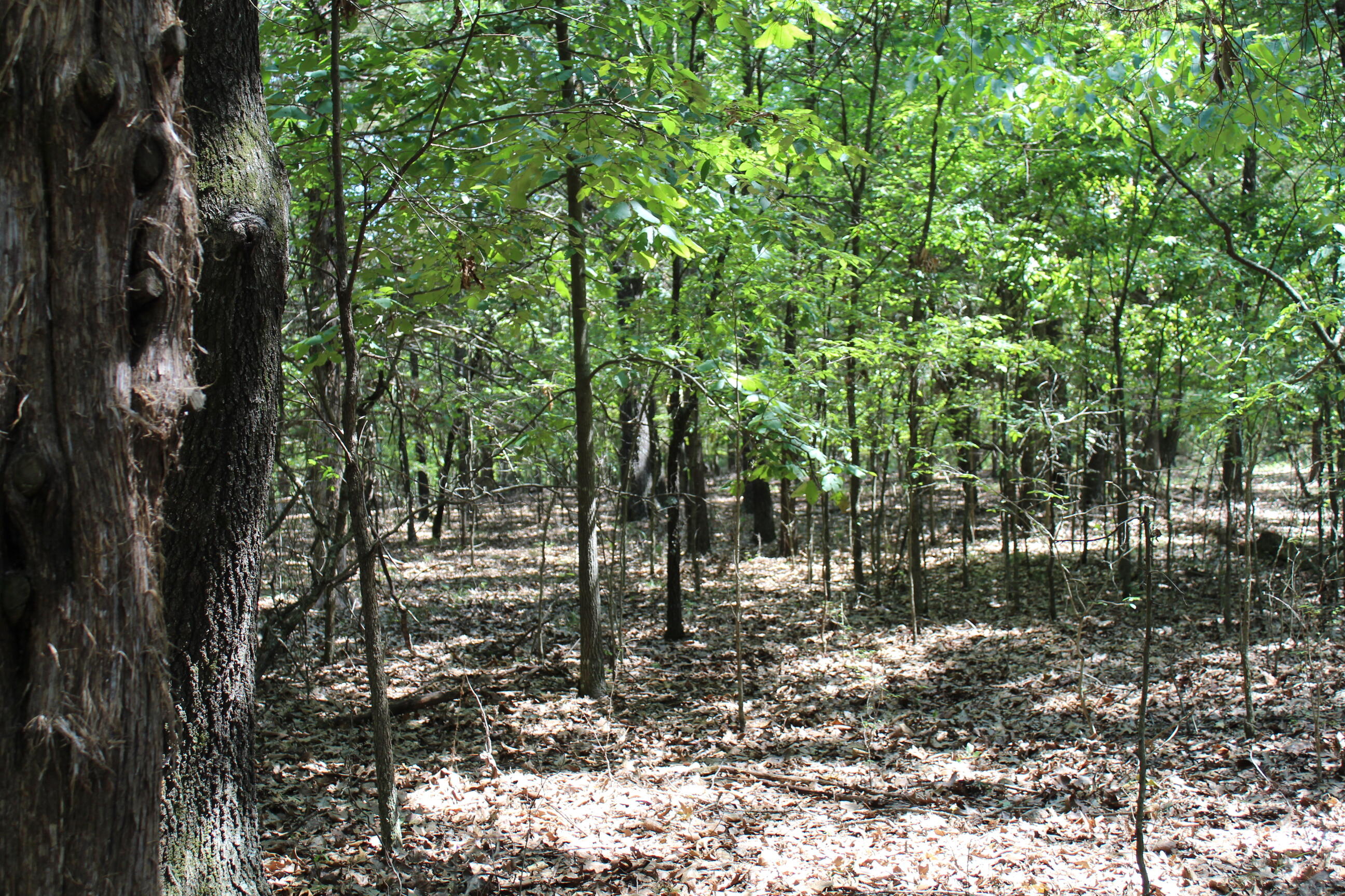 0 Lakeshore Road, Unit LOT #2 Protem, MO 65733 - Photo 16 of 60 Lot 11