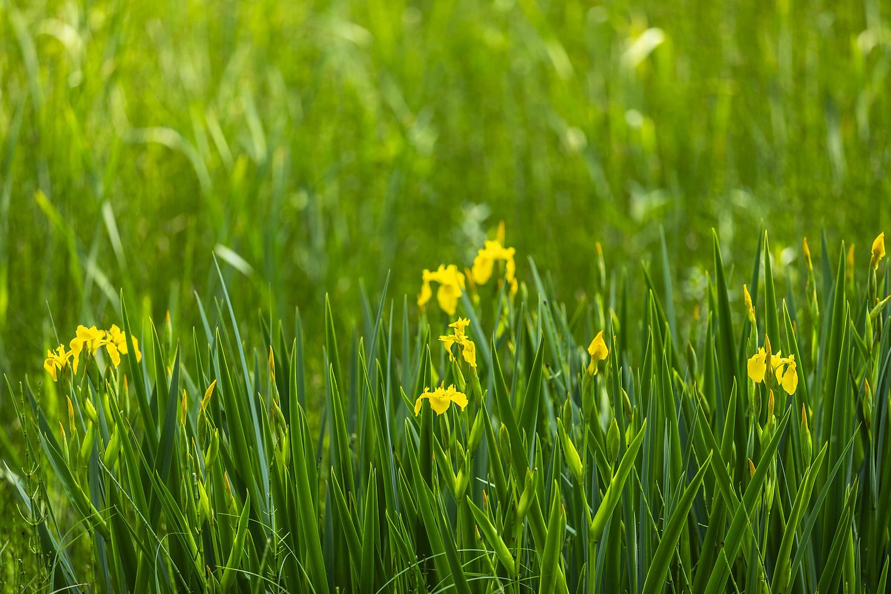100 Pomfret Road Woodstock, VT 05091 - Photo 6 of 50