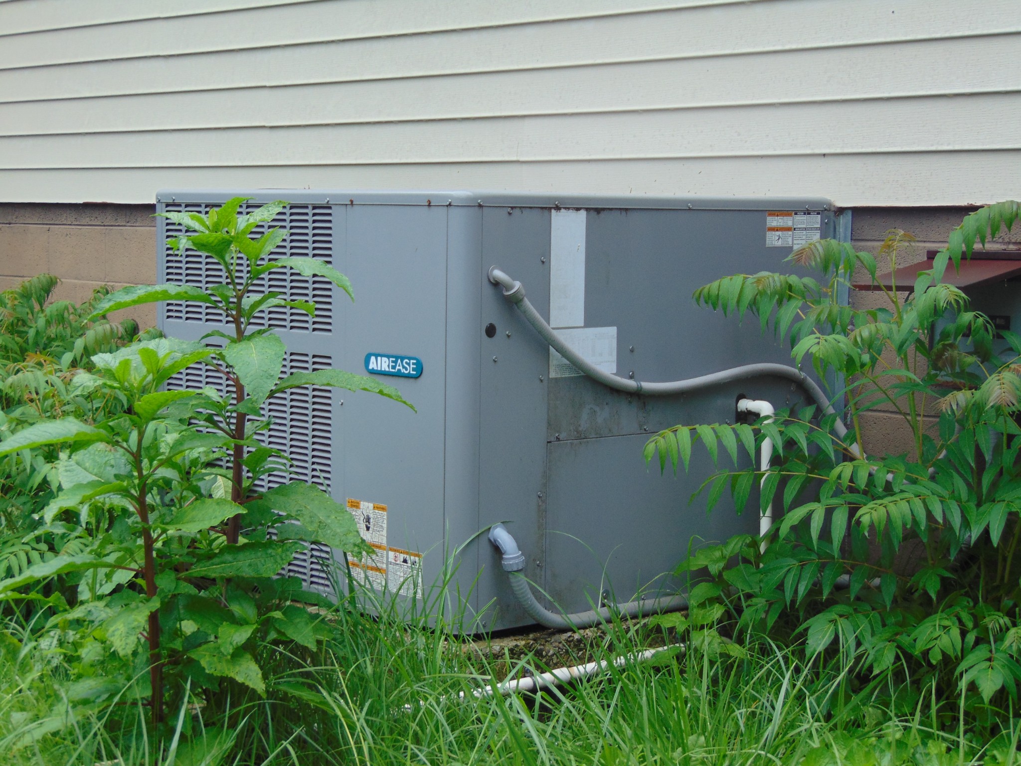 211 Wilson Street Winchester, TN 37398 - Photo 6 of 18 a close up of a plant in a garden