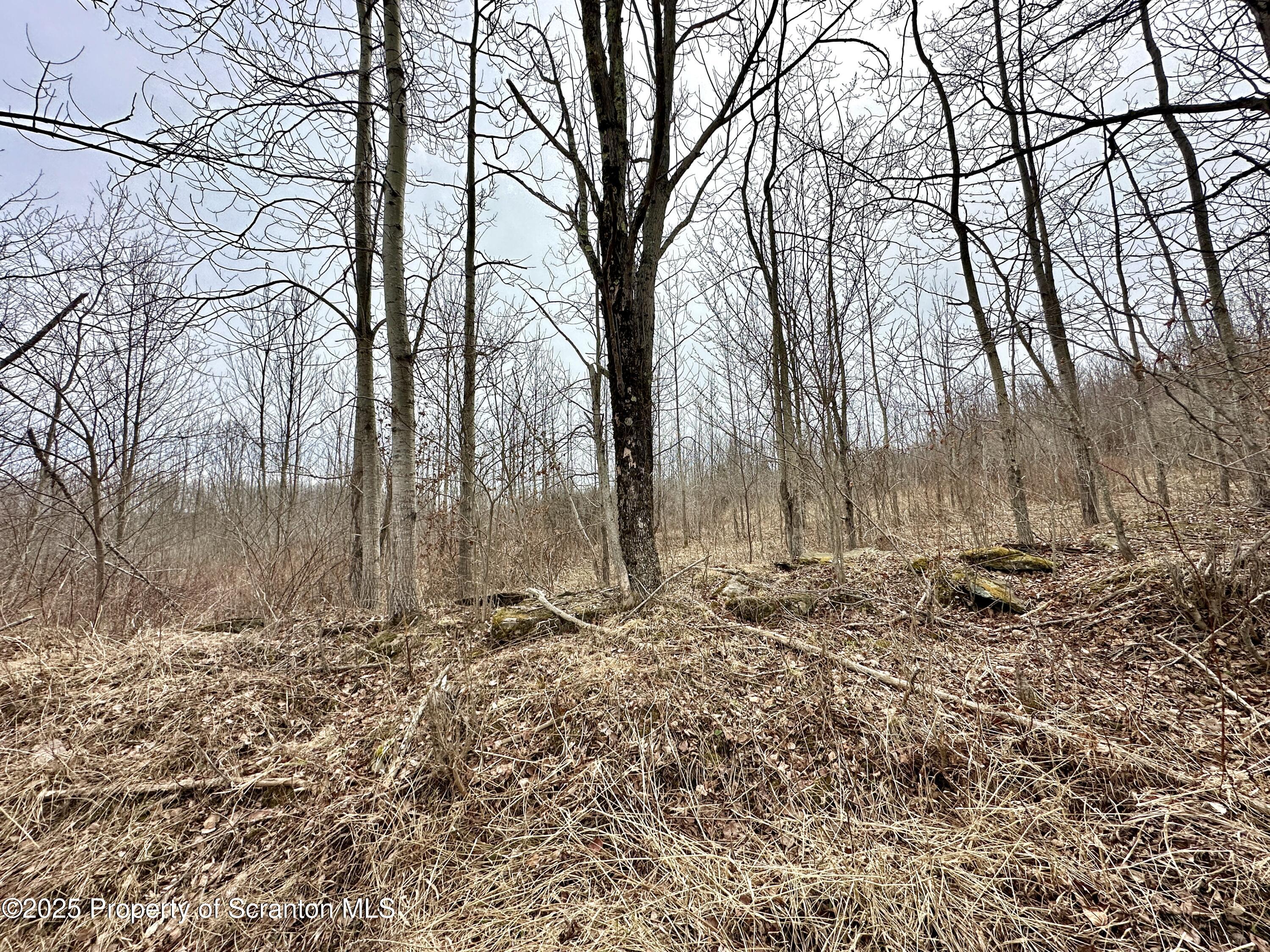 Murphy Hill Road Pleasant Mount, PA 18453 - Photo 2 of 9 IMG_0043