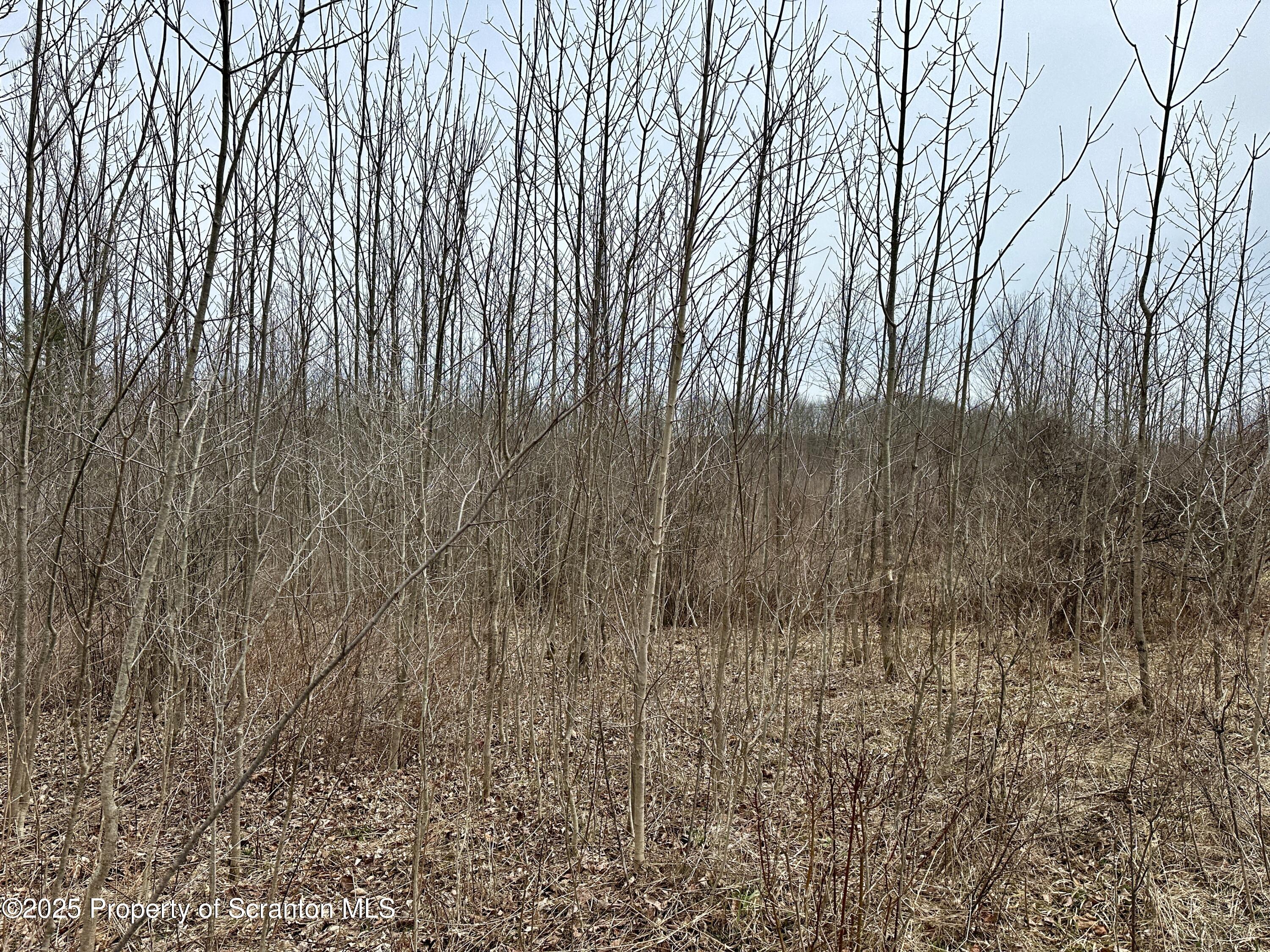 Murphy Hill Road Pleasant Mount, PA 18453 - Photo 5 of 9 IMG_0059