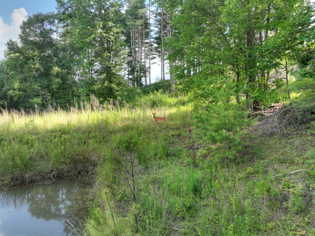 190 Split Creek Road Morganton, GA 30560 - Photo 10 of 16 Gallery Image 10