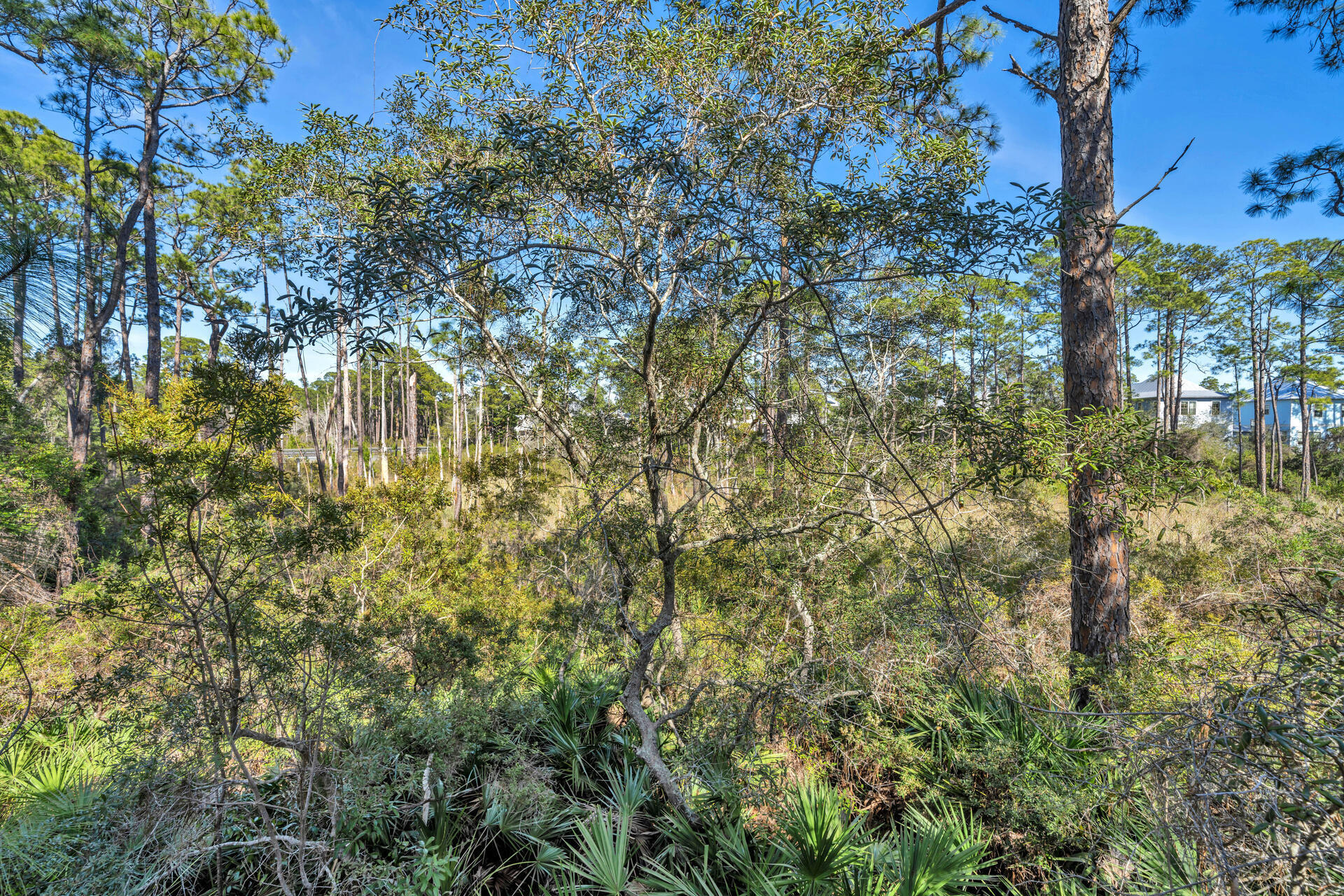 302 Cabana Trail Santa Rosa Beach, FL 32459 - Photo 69 of 70 Lots of privacy in rear of home
